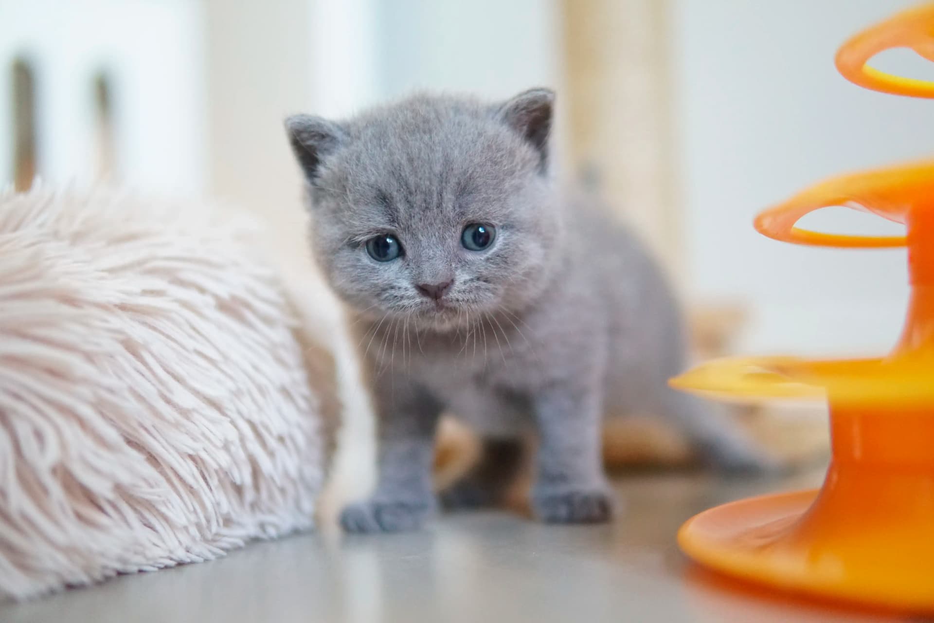 Gatito mostrando delicadeza en la mirada