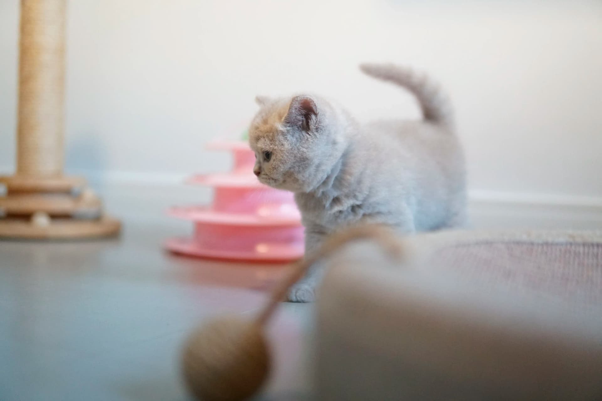 Gatito moviéndose con energía