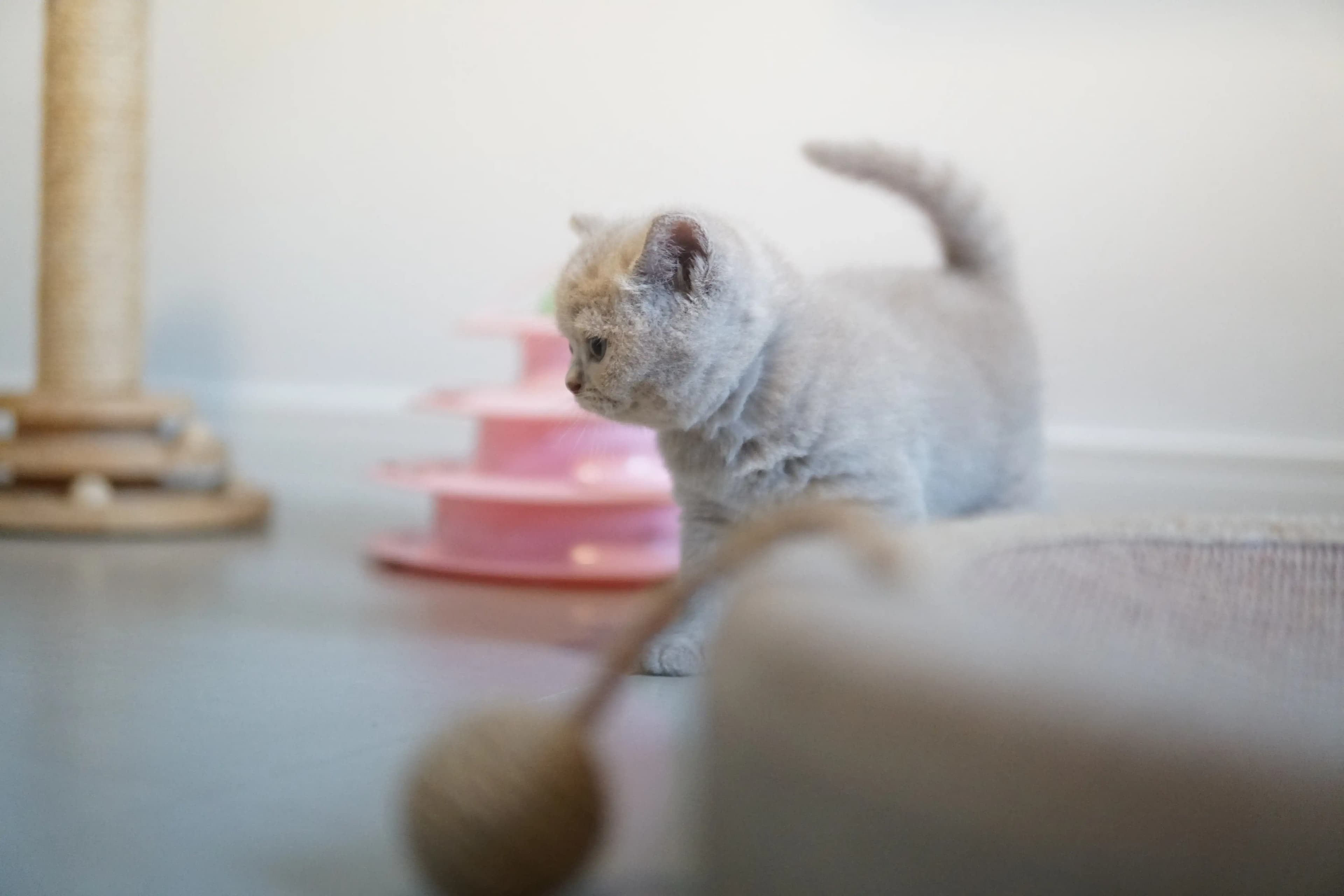 Gatito moviéndose con energía