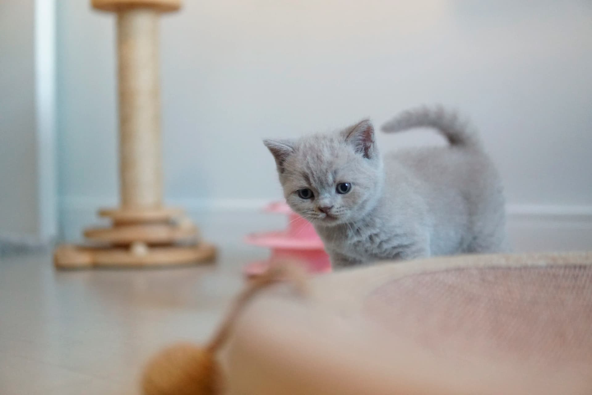 Gatito listo para una buena siesta