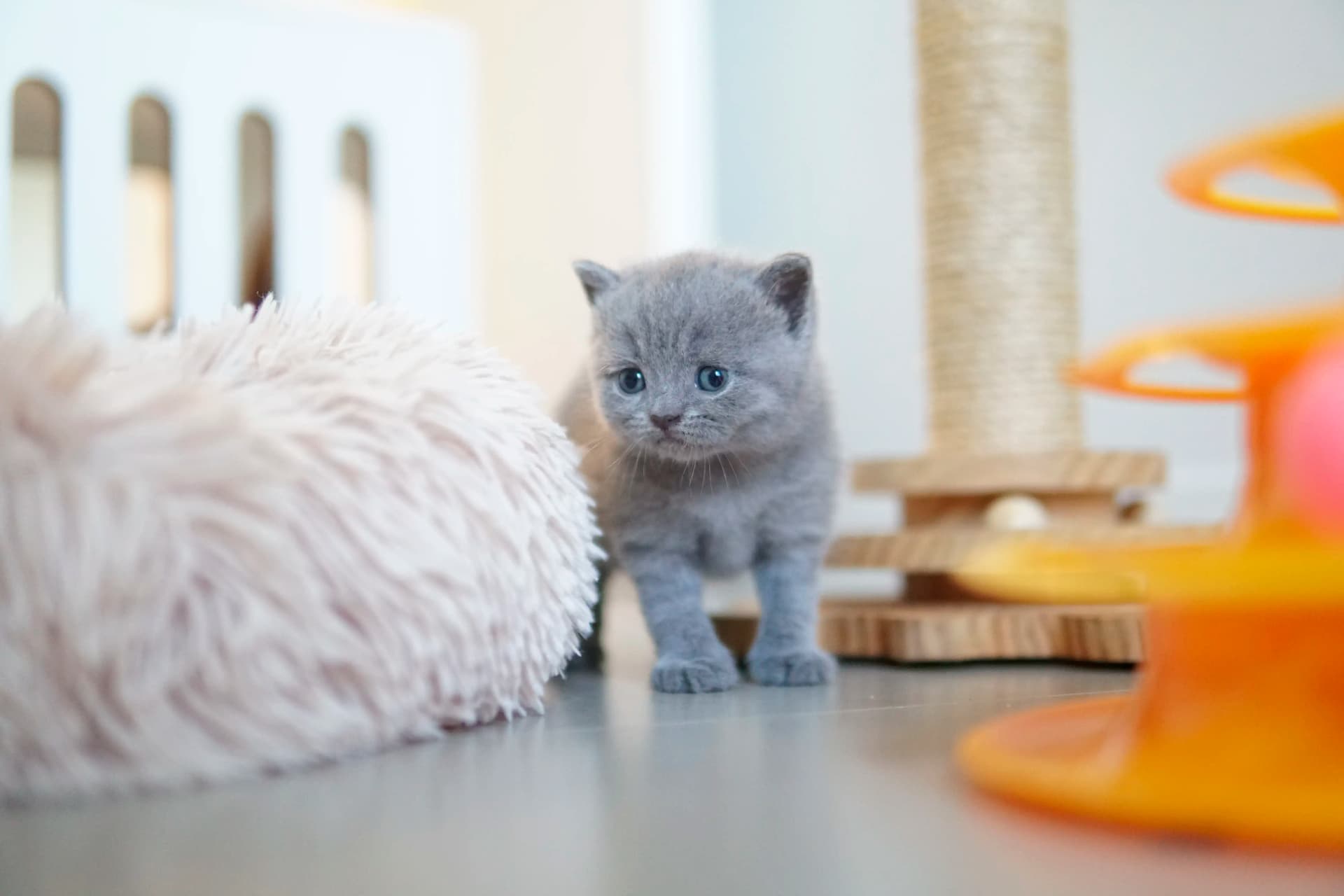 Gatito en acción junto al rascador