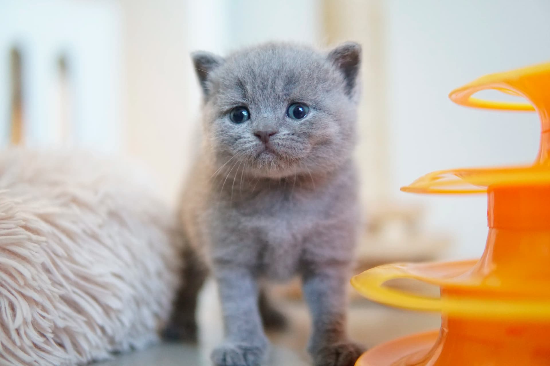 Gatito relajándose después de mucha exploración
