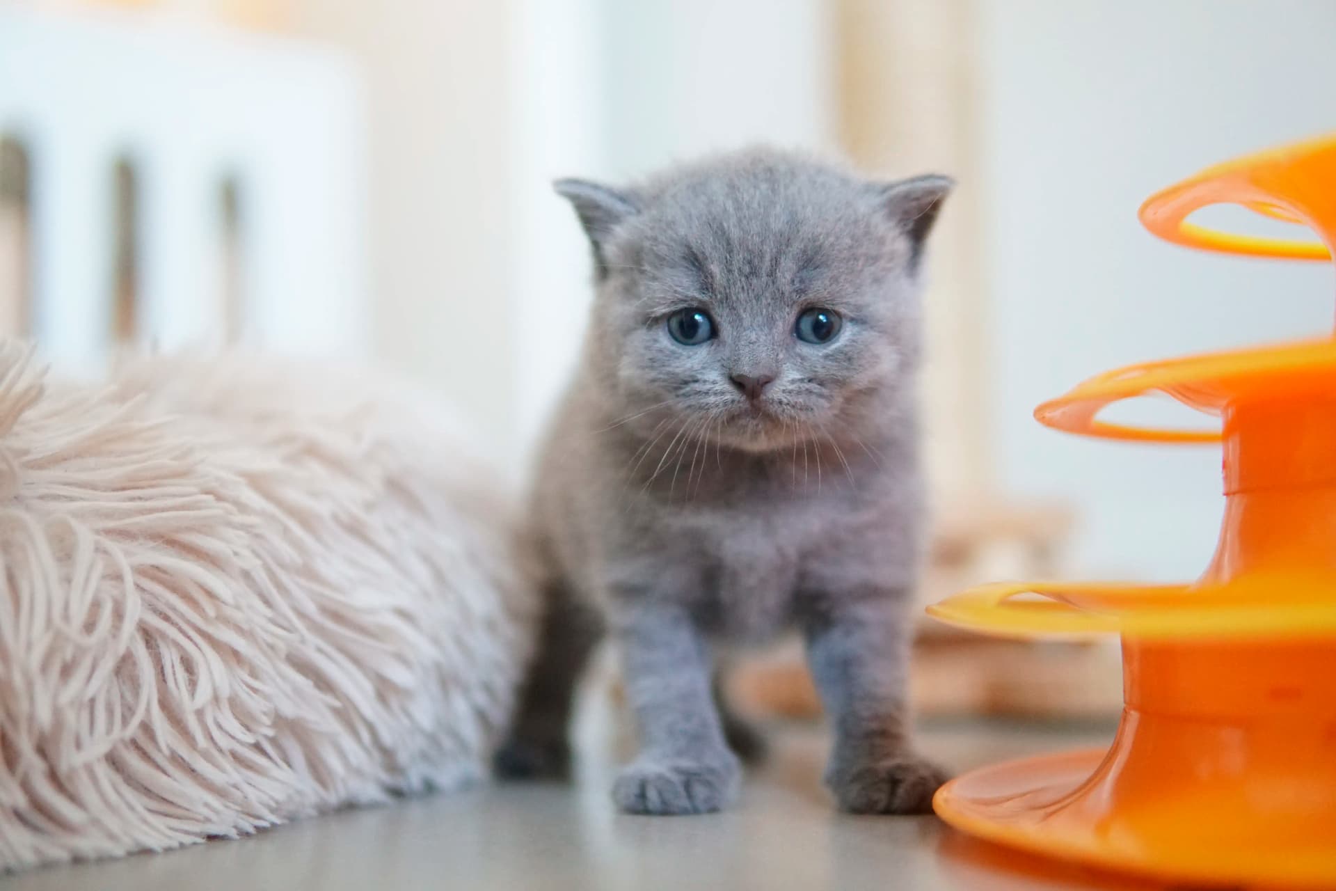 Gatito acostado junto al juguete naranja