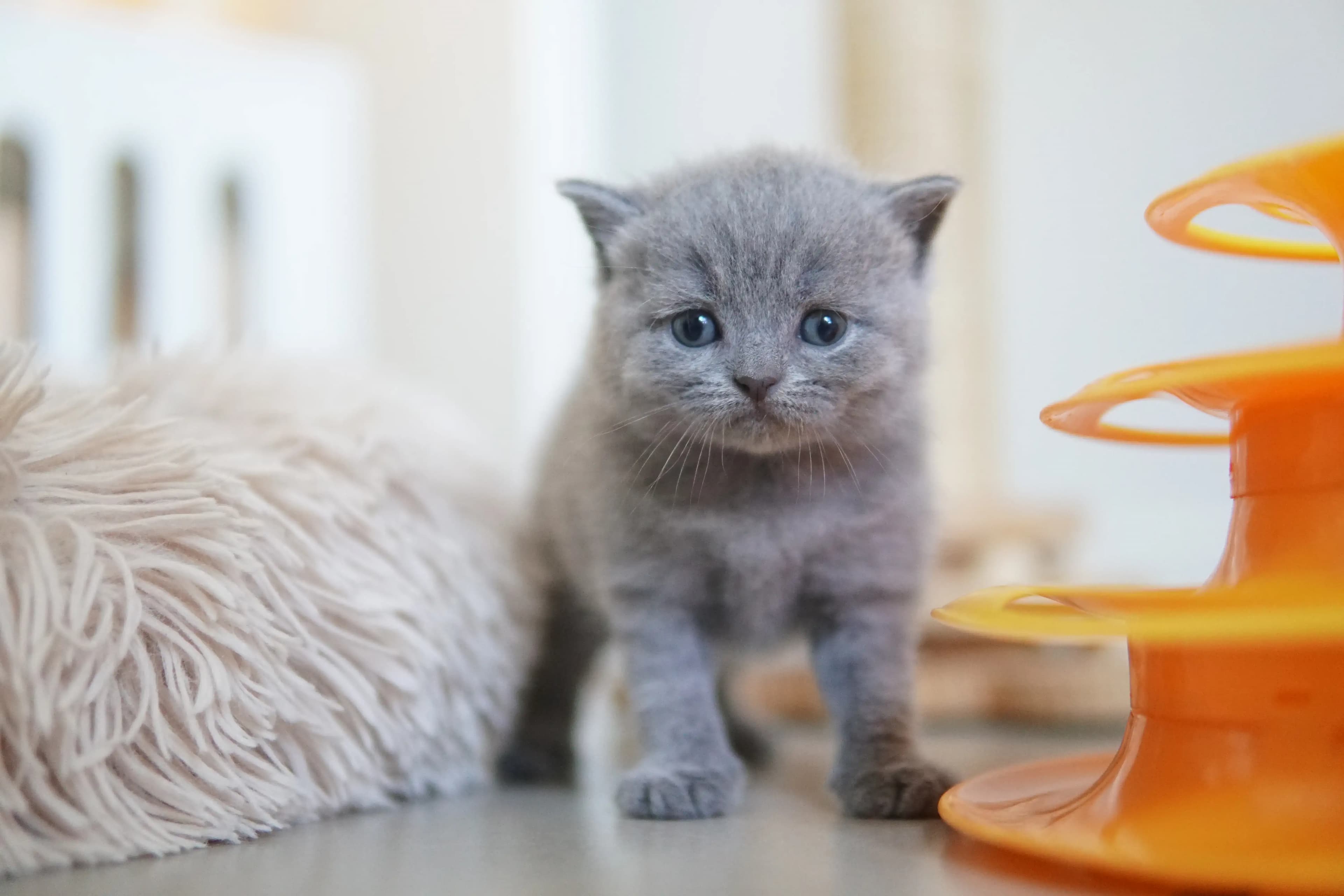 Gatito acostado junto al juguete naranja