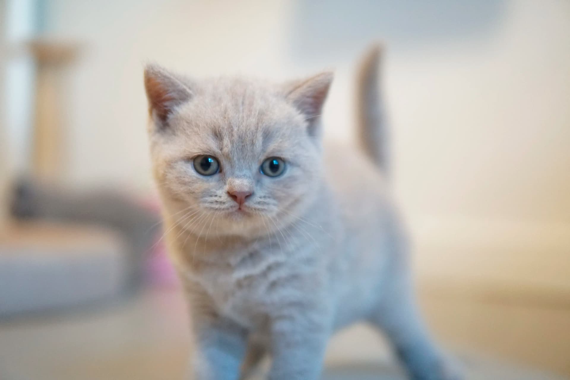 Gatito en otra pose llena de encanto