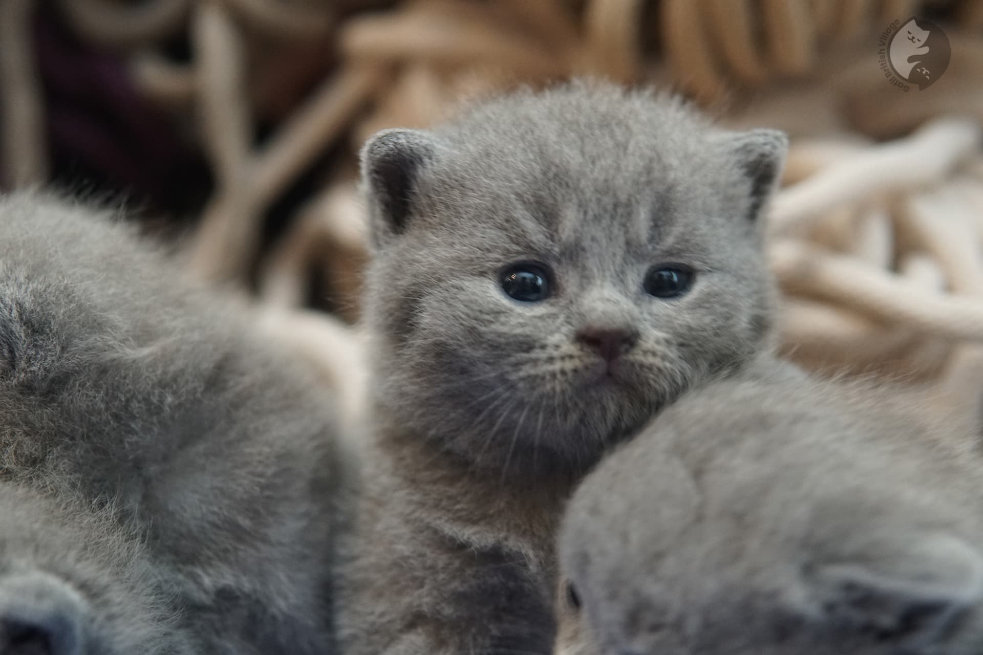 Gatito British Shorthair foto 1