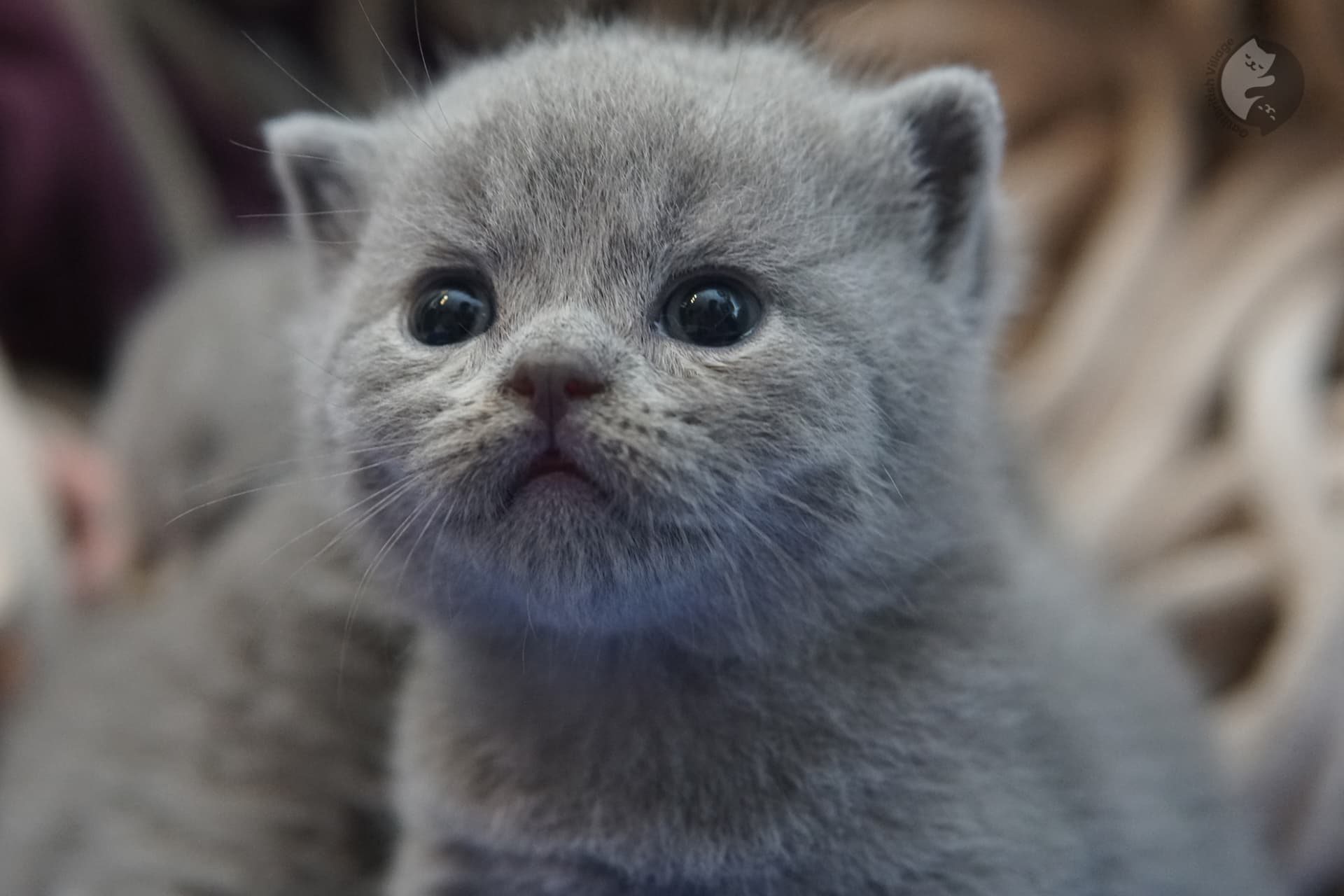 Gatito British Shorthair foto 2