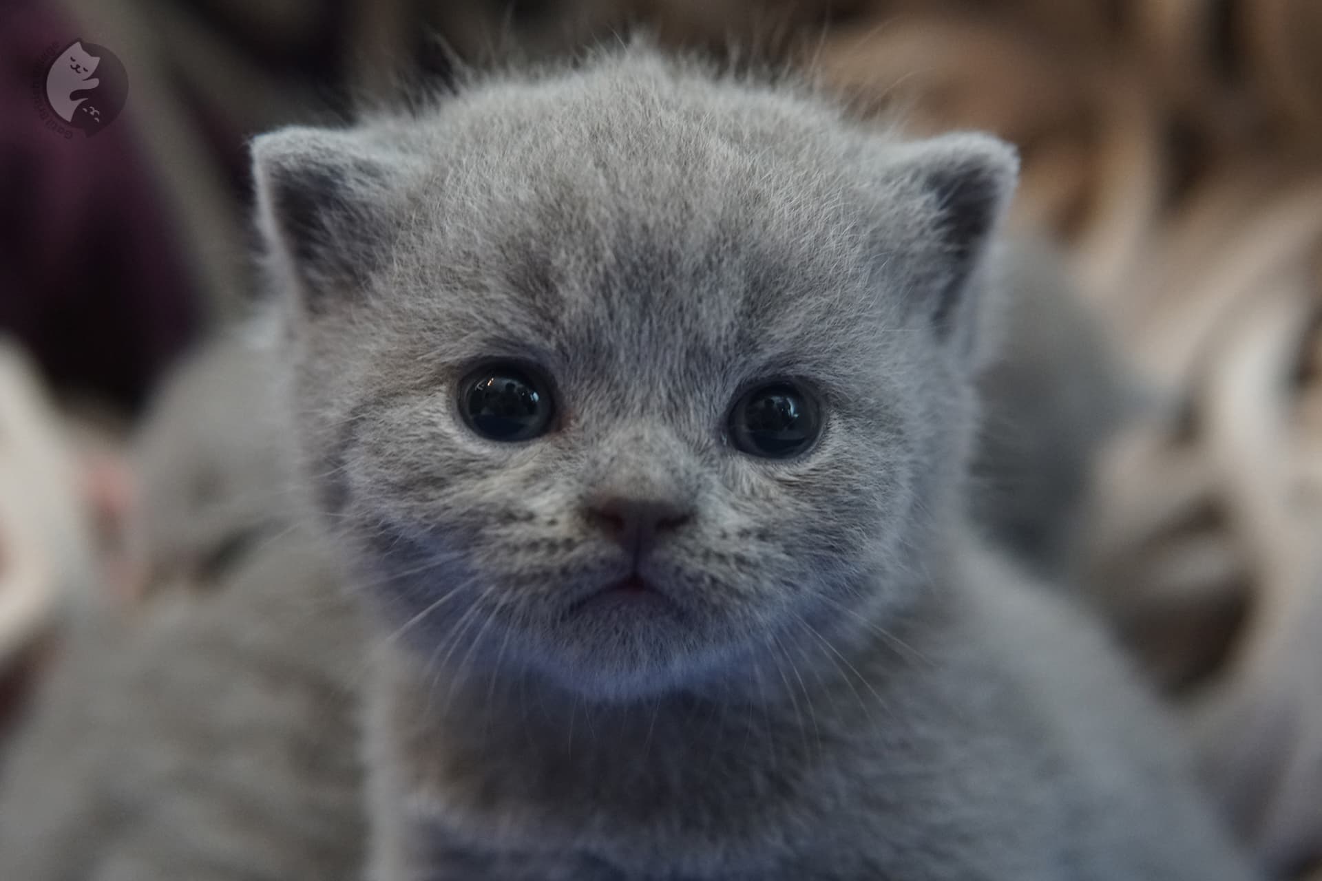 Gatito British Shorthair foto 3