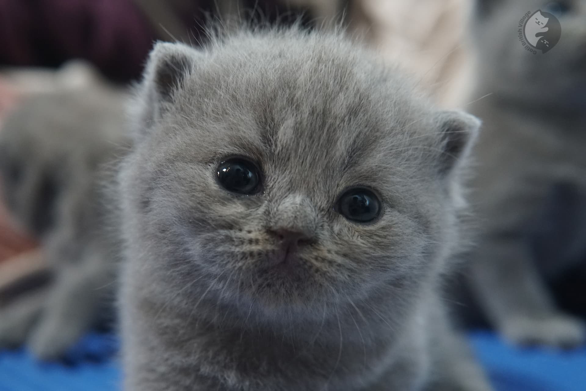 Gatito British Shorthair foto 5