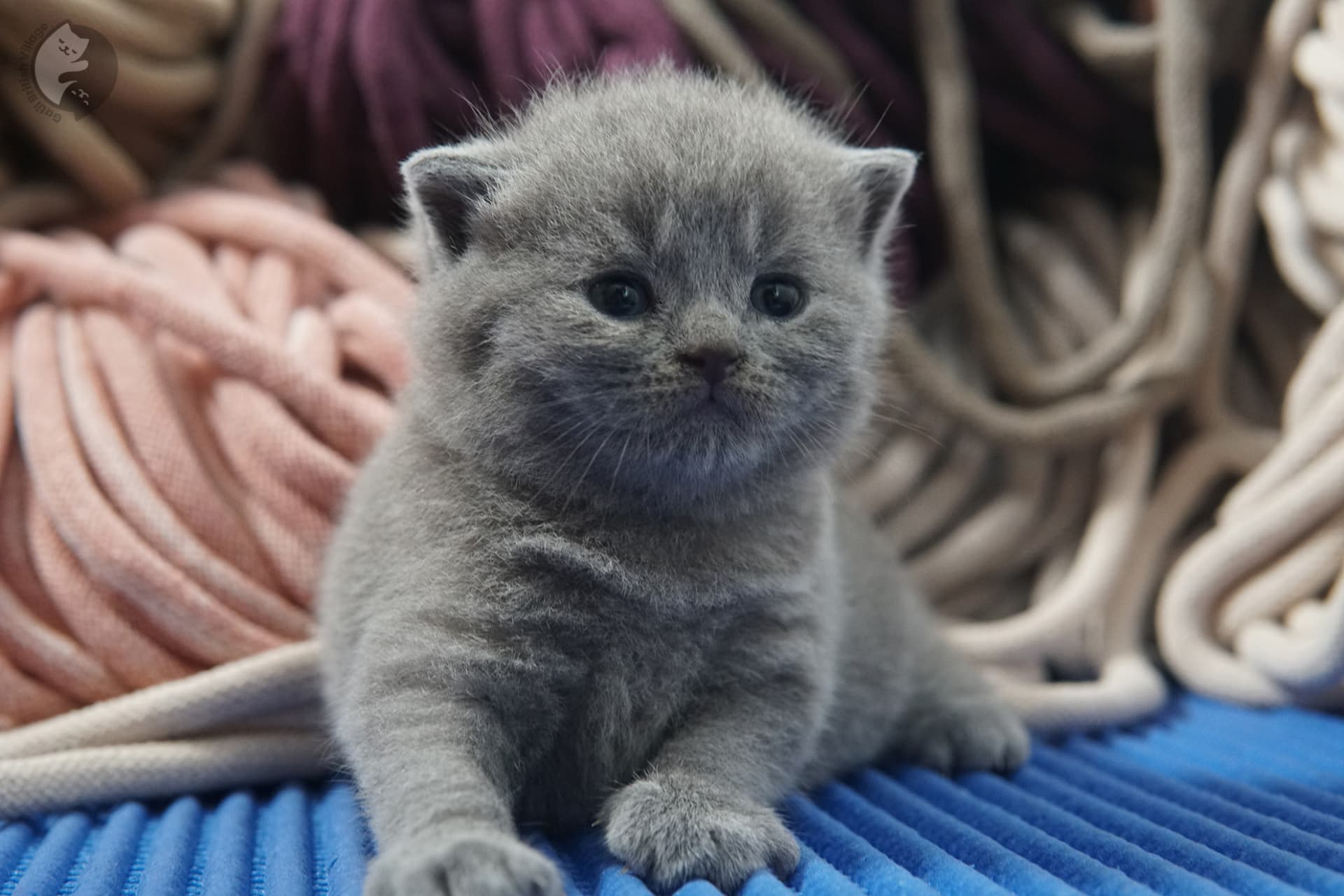 Gatito British Shorthair foto 6