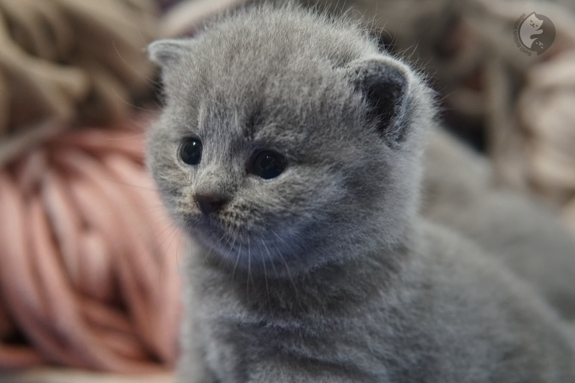 Gatito British Shorthair foto 7