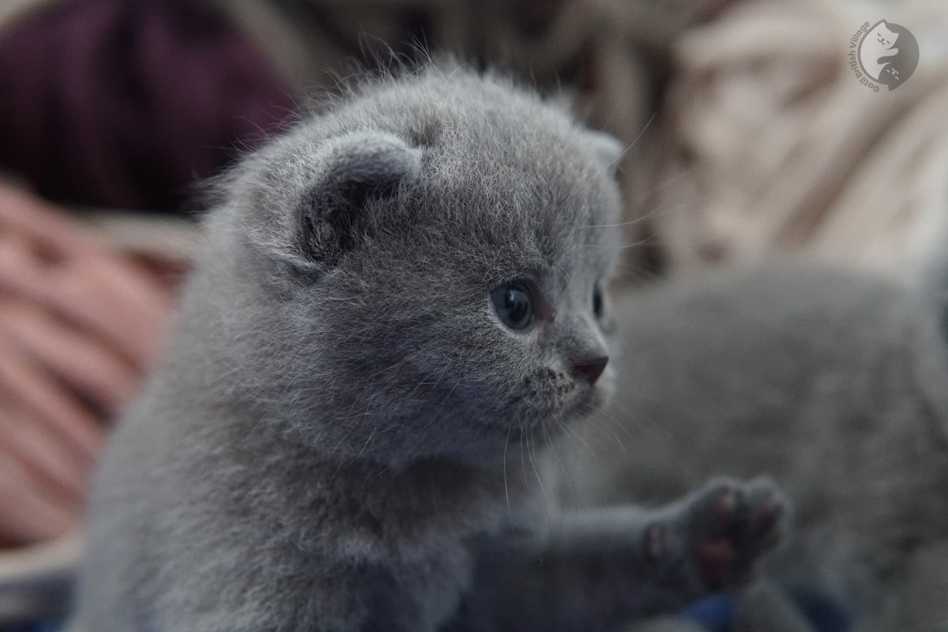 Gatito British Shorthair foto 9
