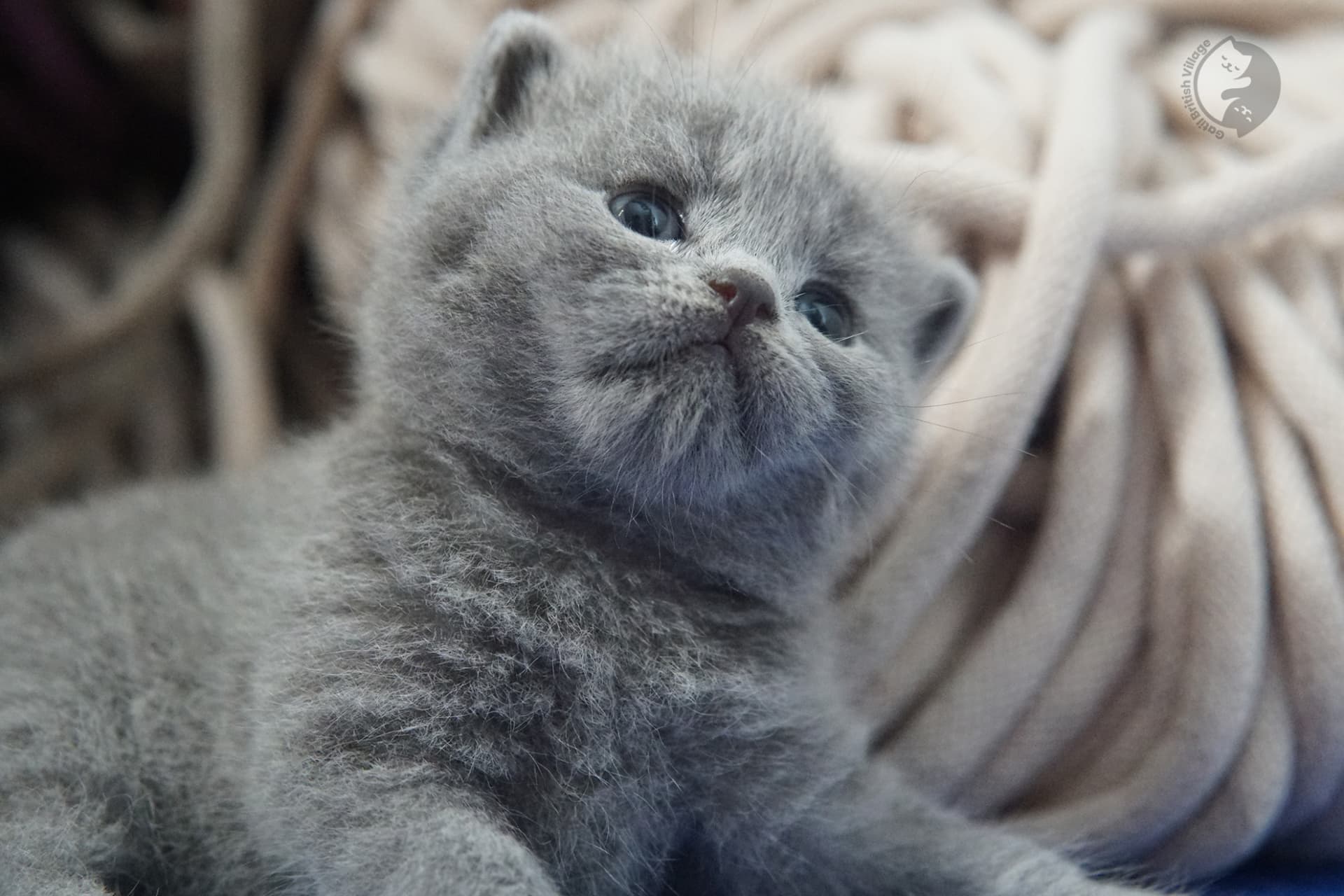 Gatito British Shorthair foto 11