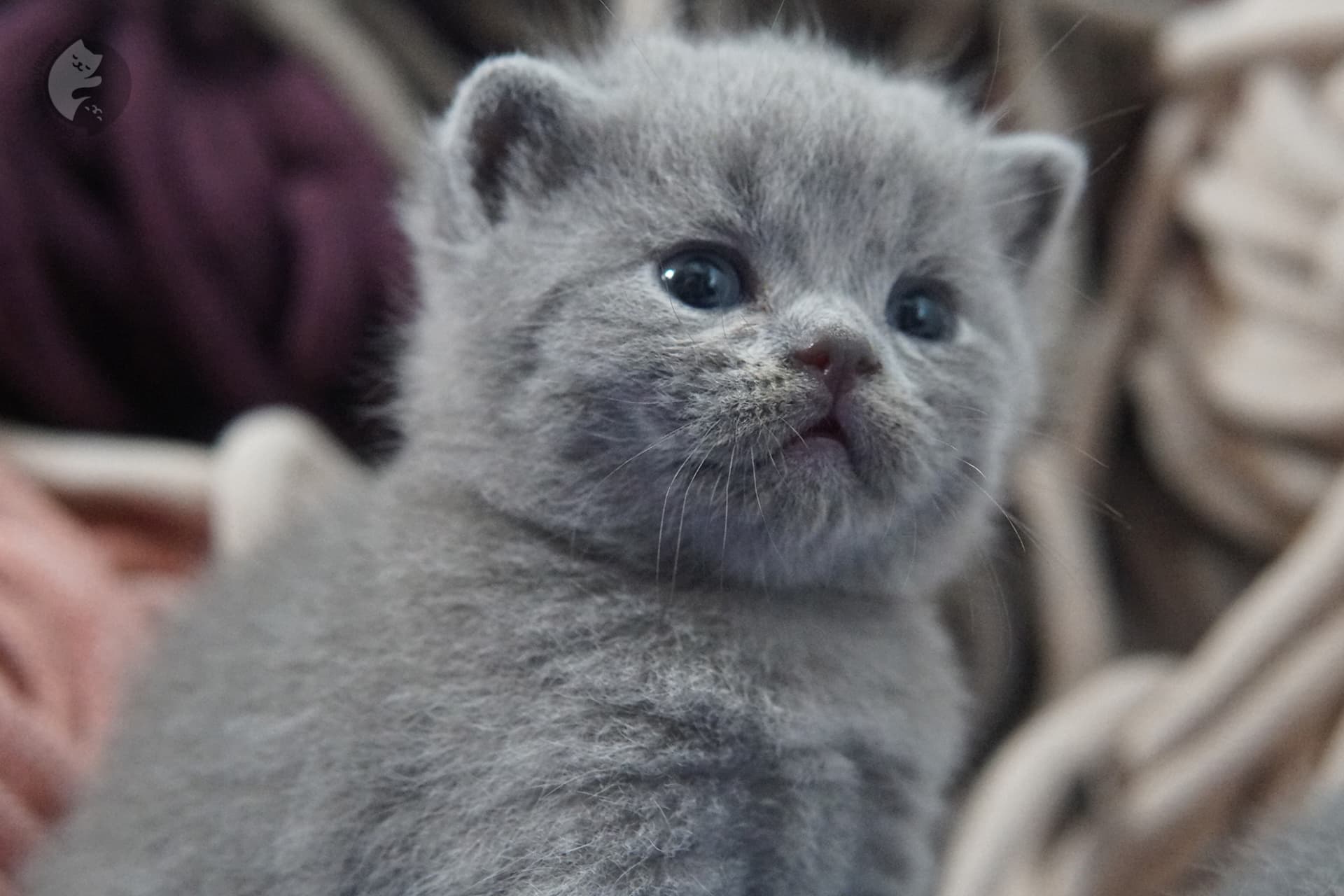 Gatito British Shorthair foto 12
