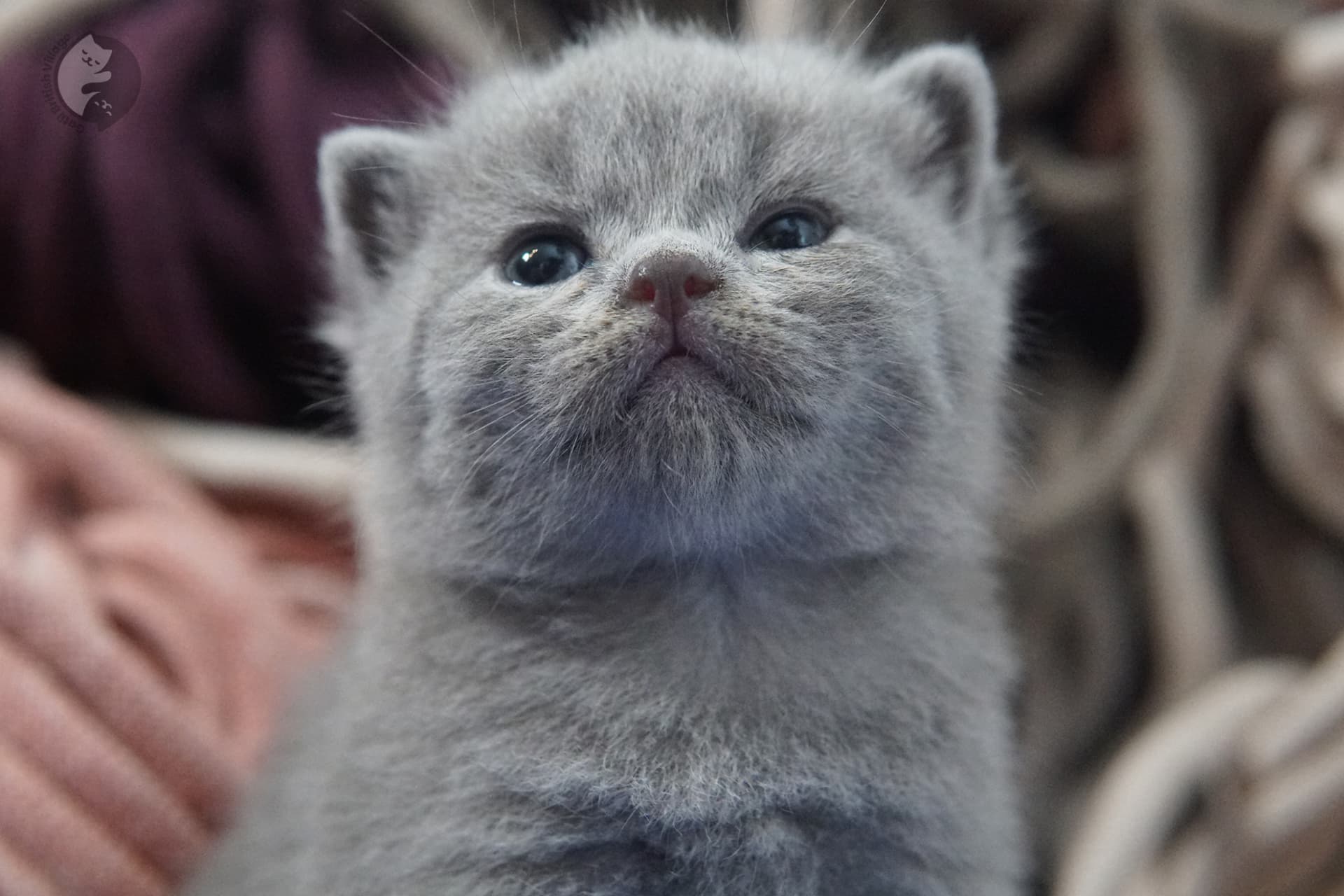 Gatito British Shorthair foto 13