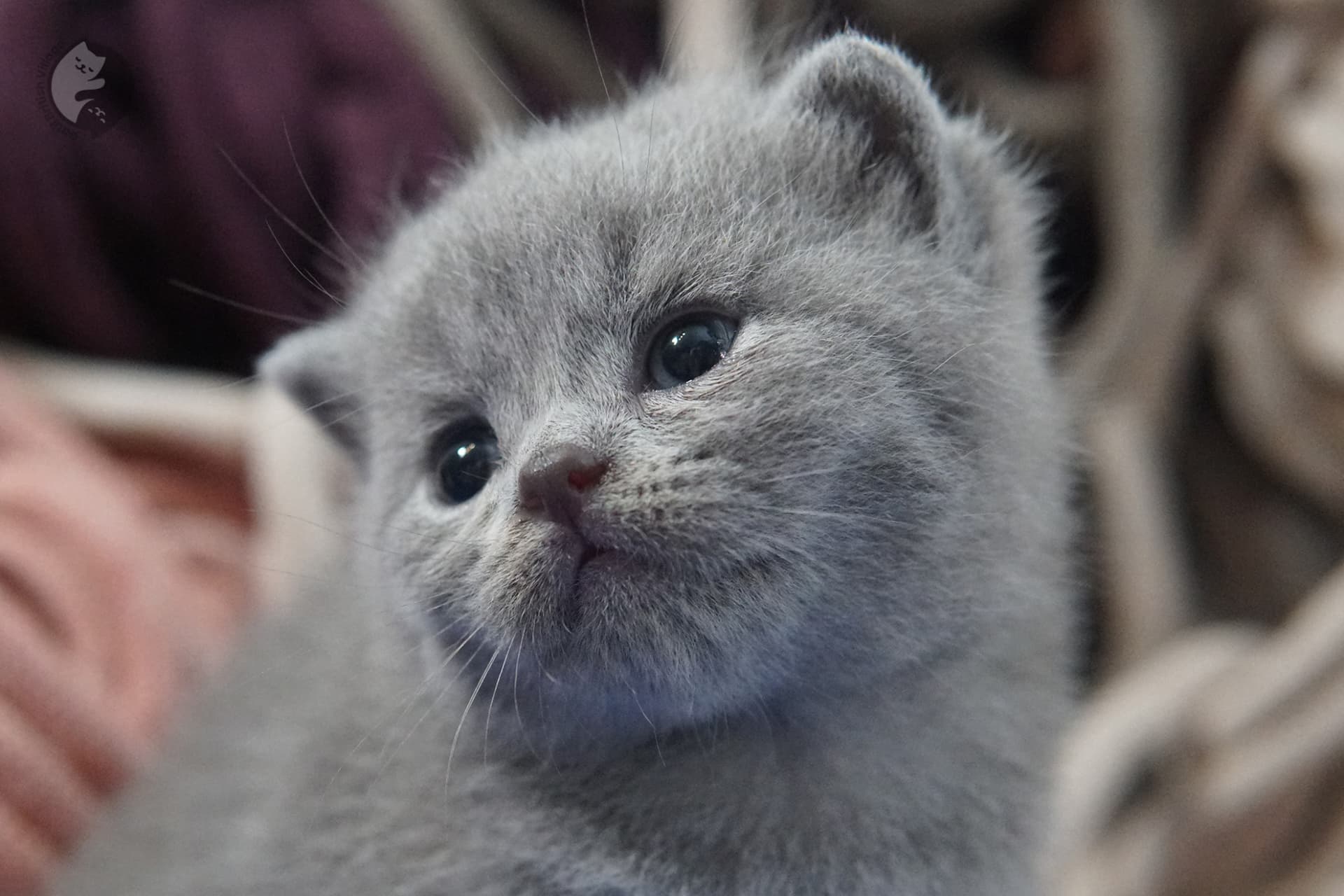 Gatito British Shorthair foto 14