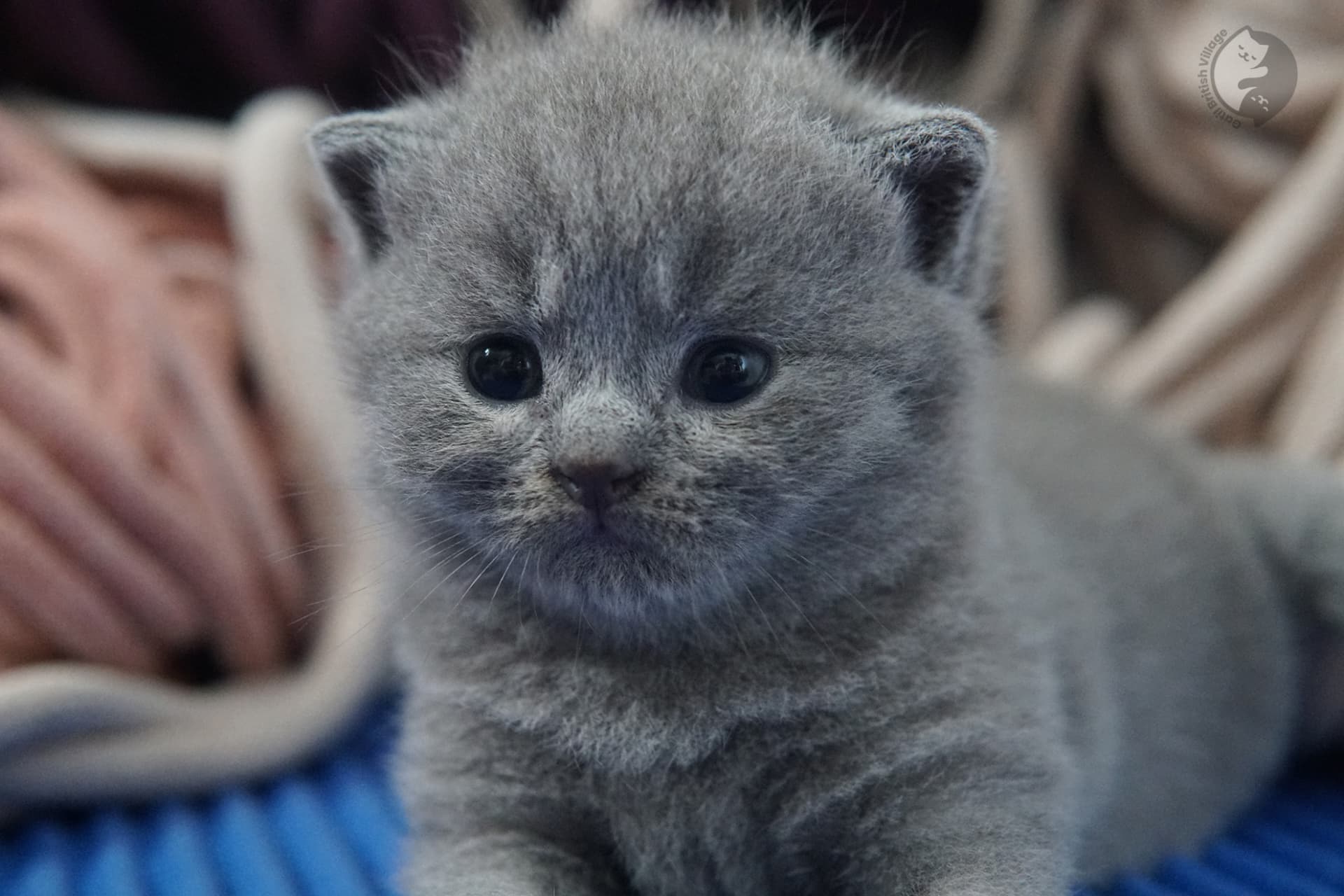 Gatito British Shorthair foto 15