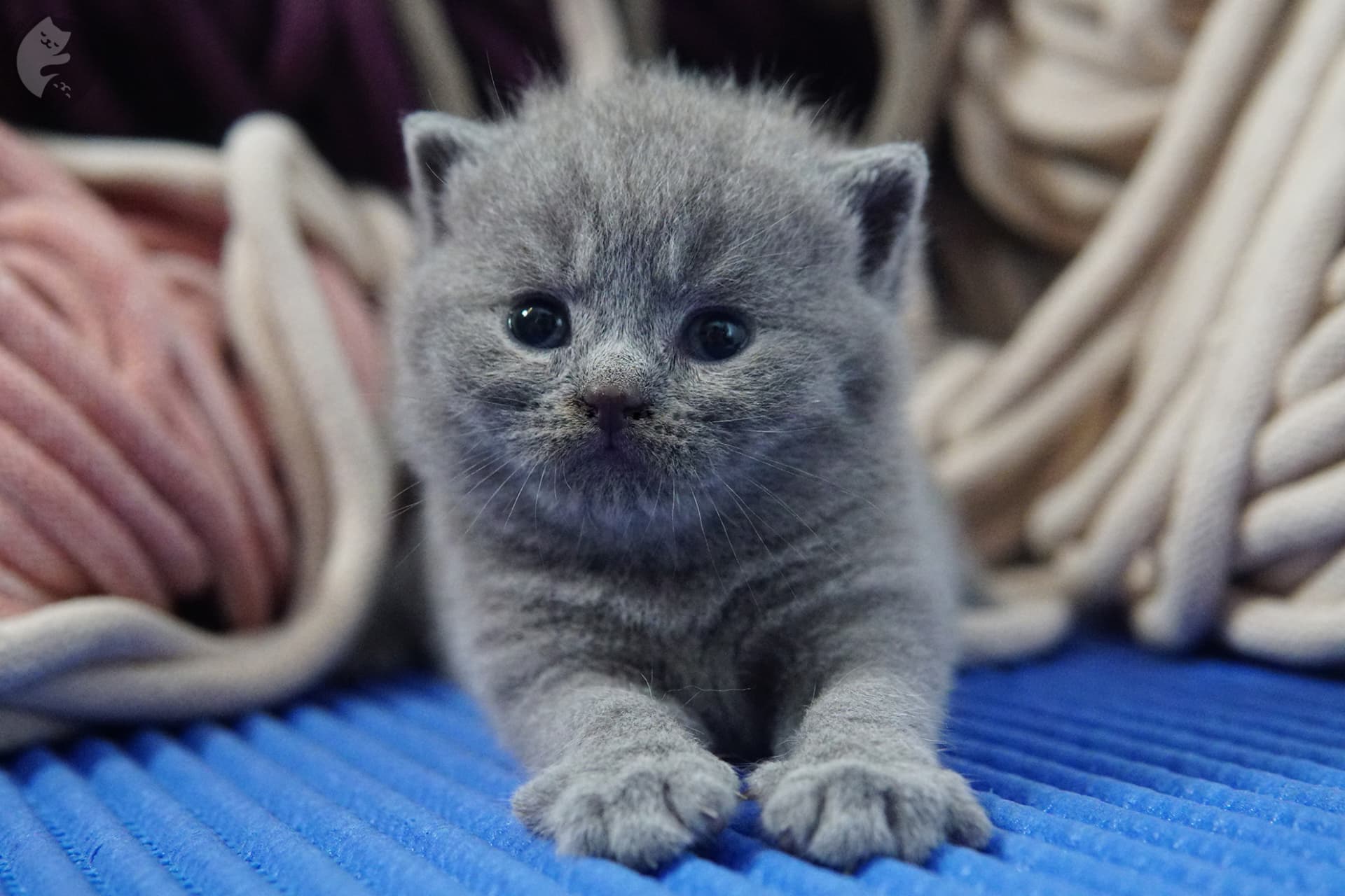 Gatito British Shorthair foto 16