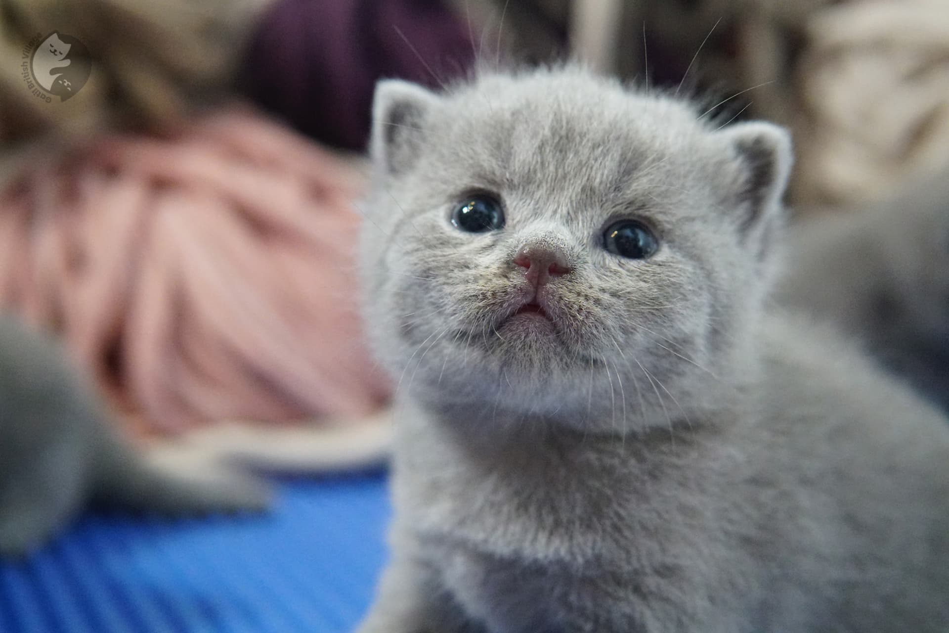 Gatito British Shorthair foto 17