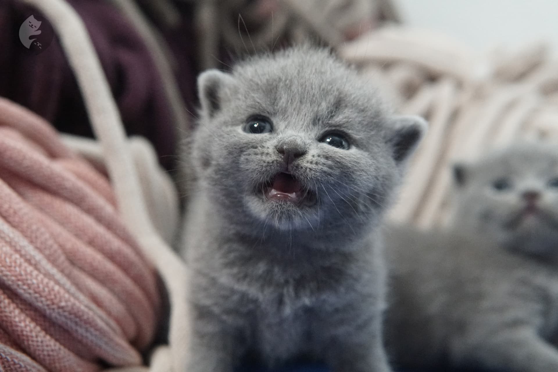 Gatito British Shorthair foto 19