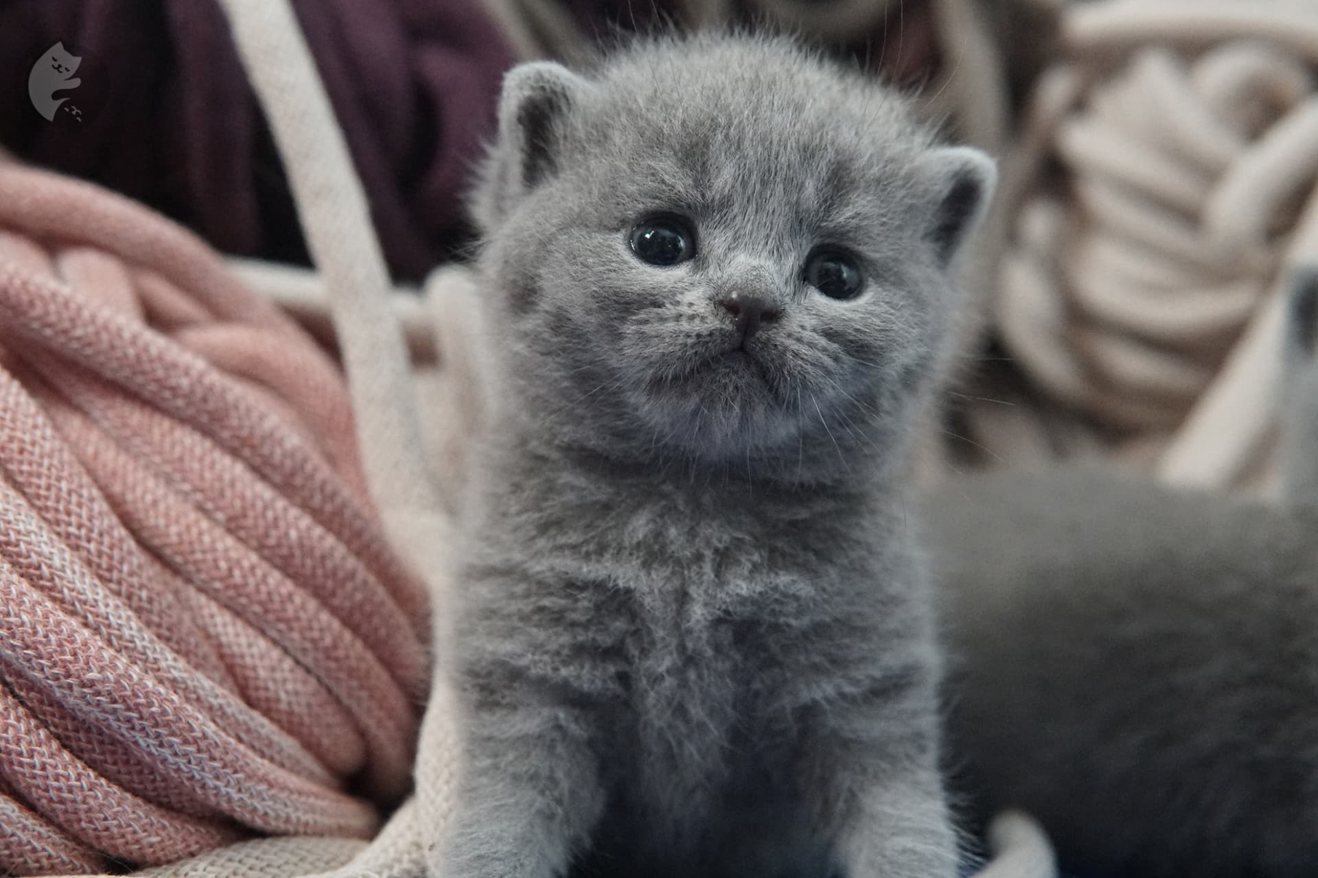 Gatito British Shorthair foto 20