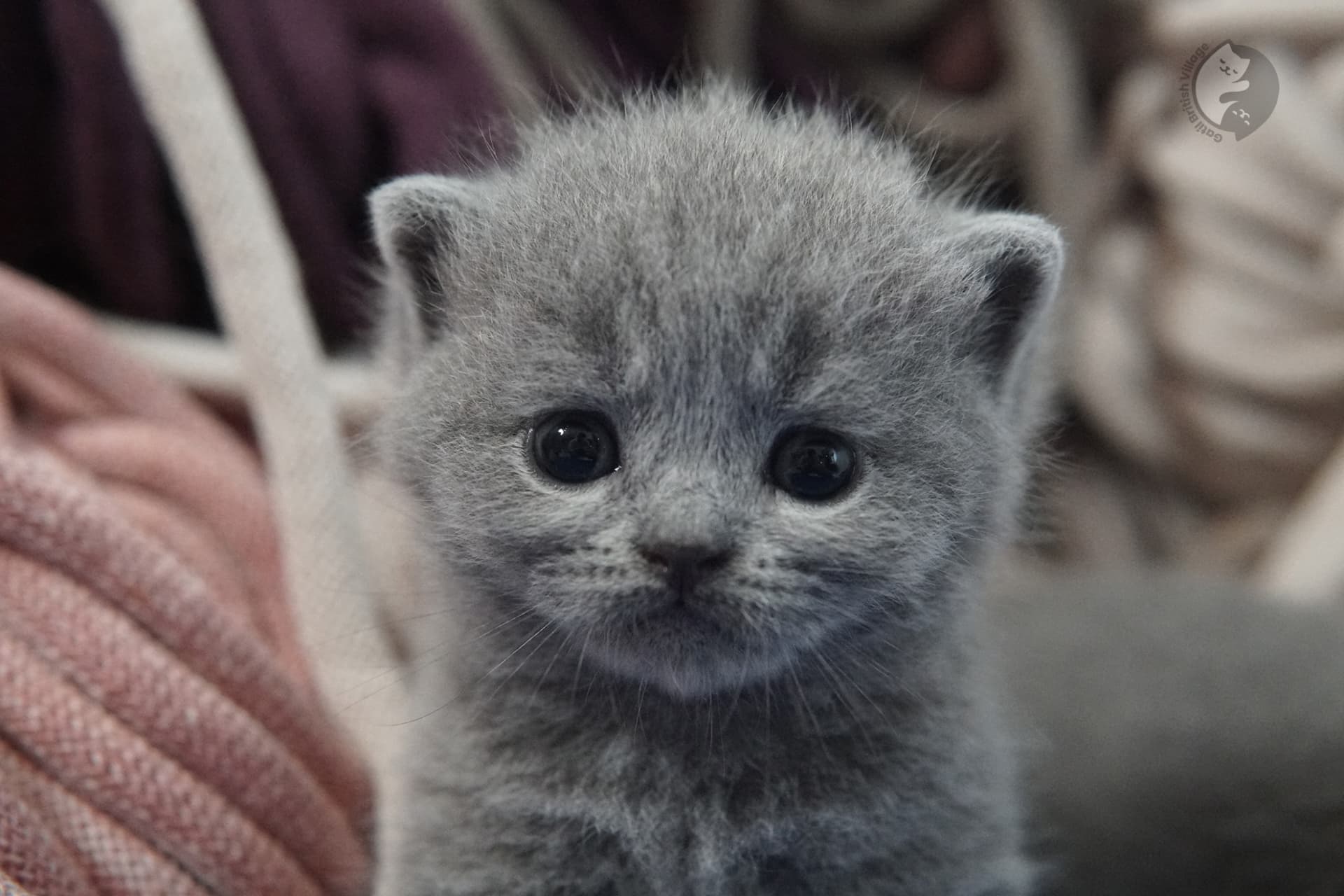 Gatito British Shorthair foto 21