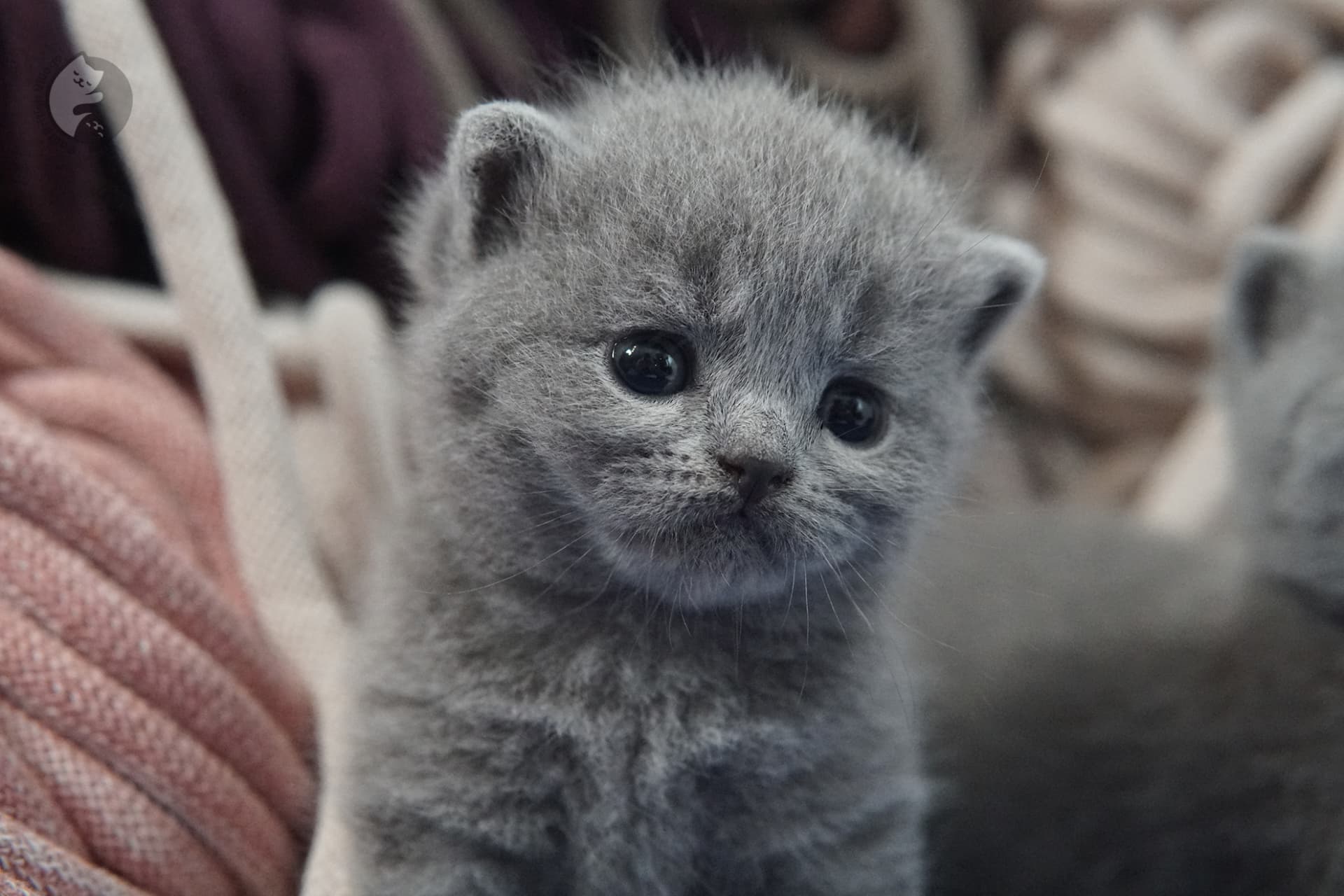 Gatito British Shorthair foto 22