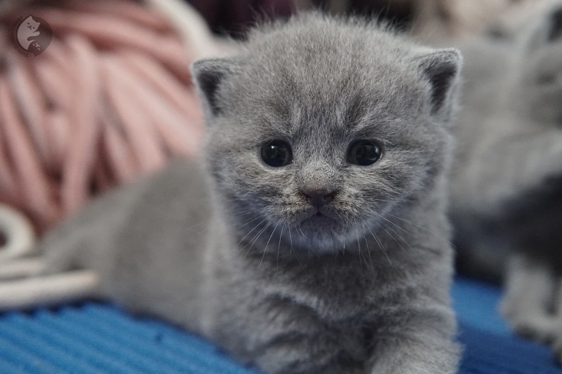 Gatito British Shorthair foto 23
