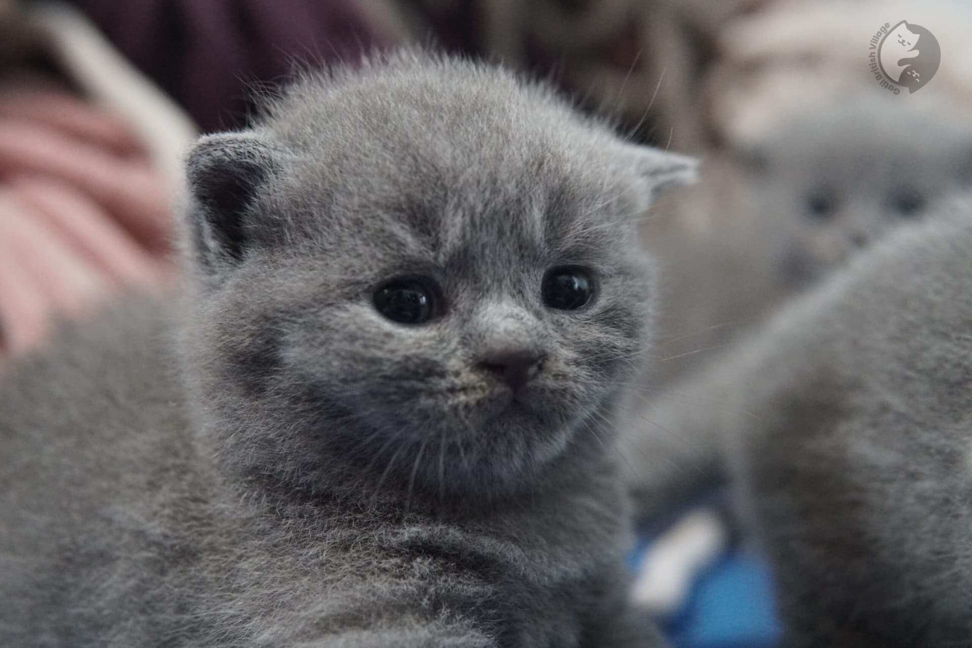 Gatito British Shorthair foto 24