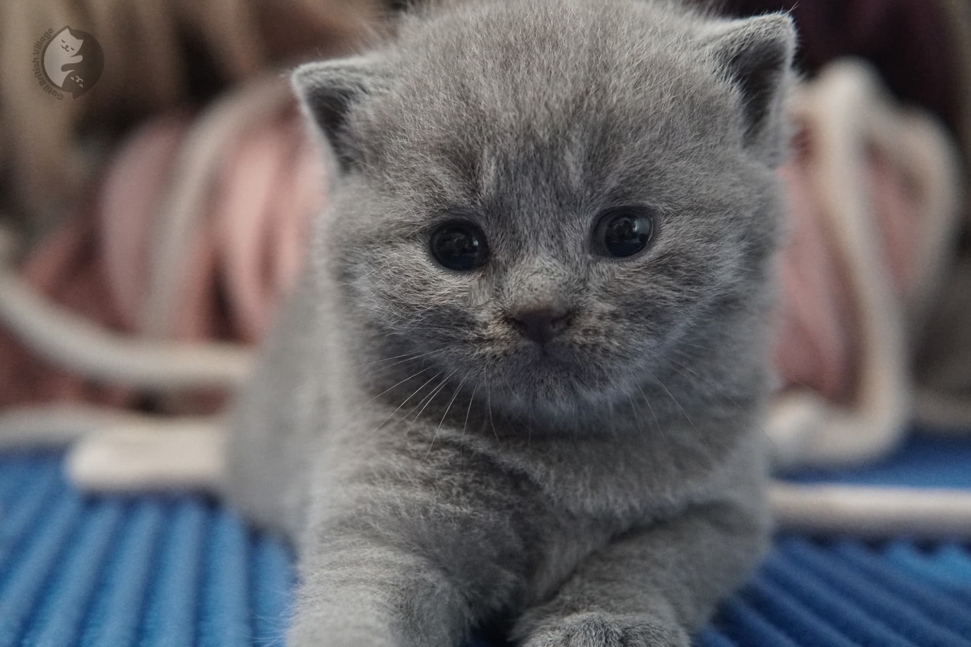 Gatito British Shorthair foto 26