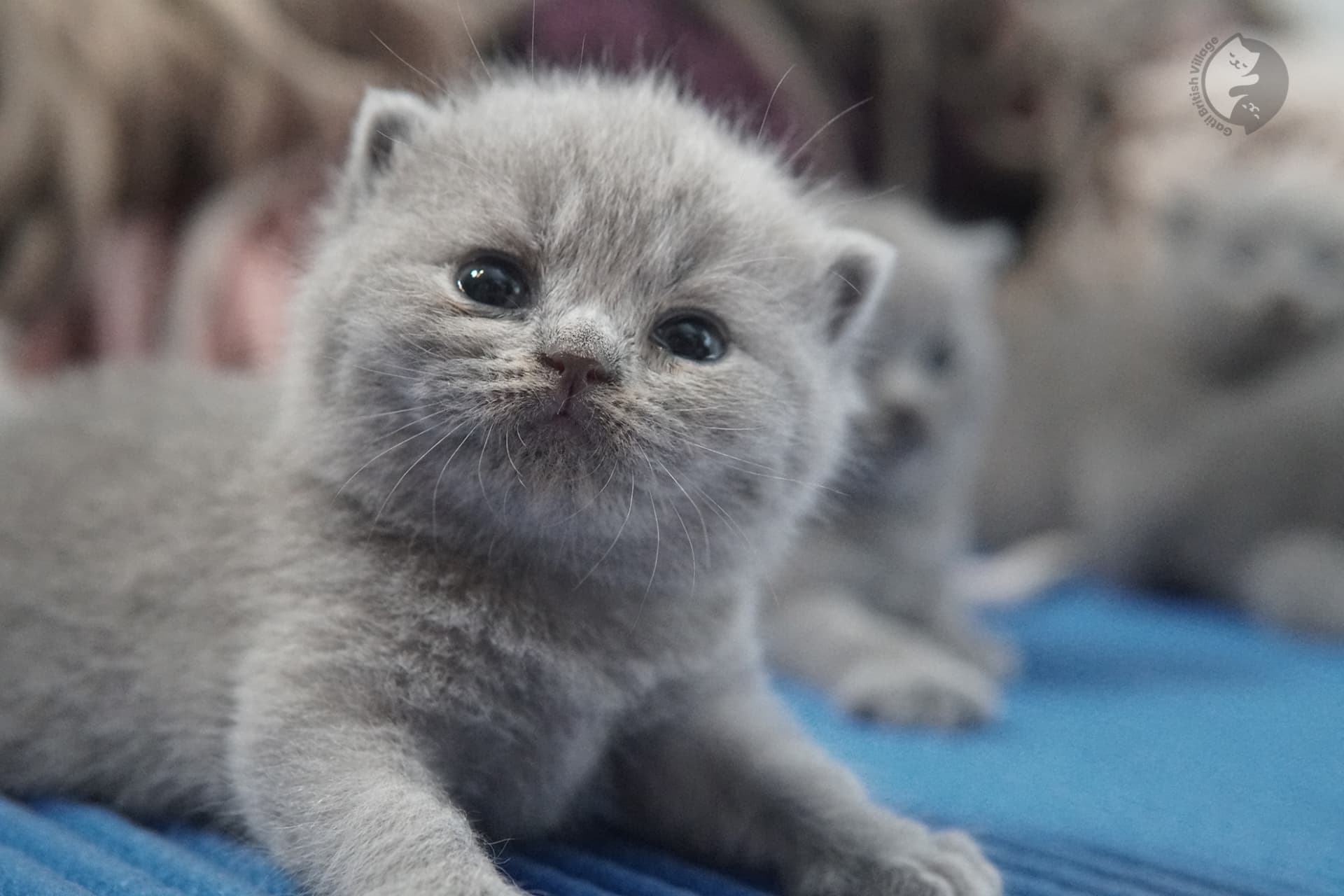 Gatito British Shorthair foto 27