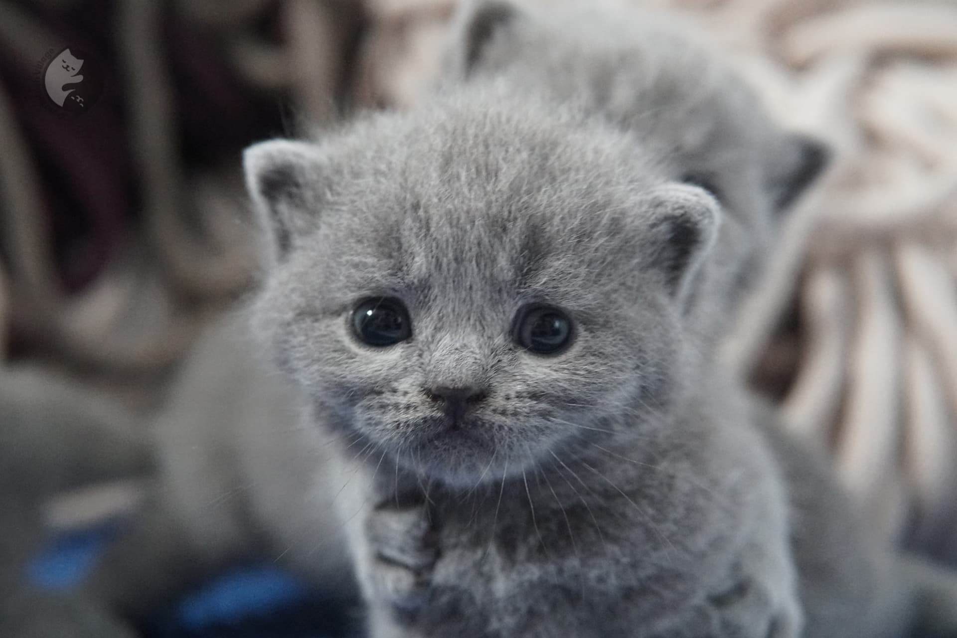 Gatito British Shorthair foto 28