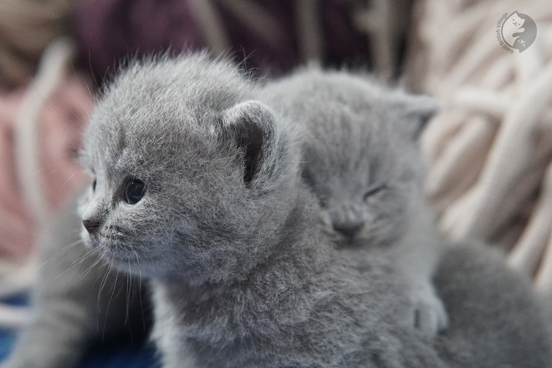 Gatito British Shorthair foto 29