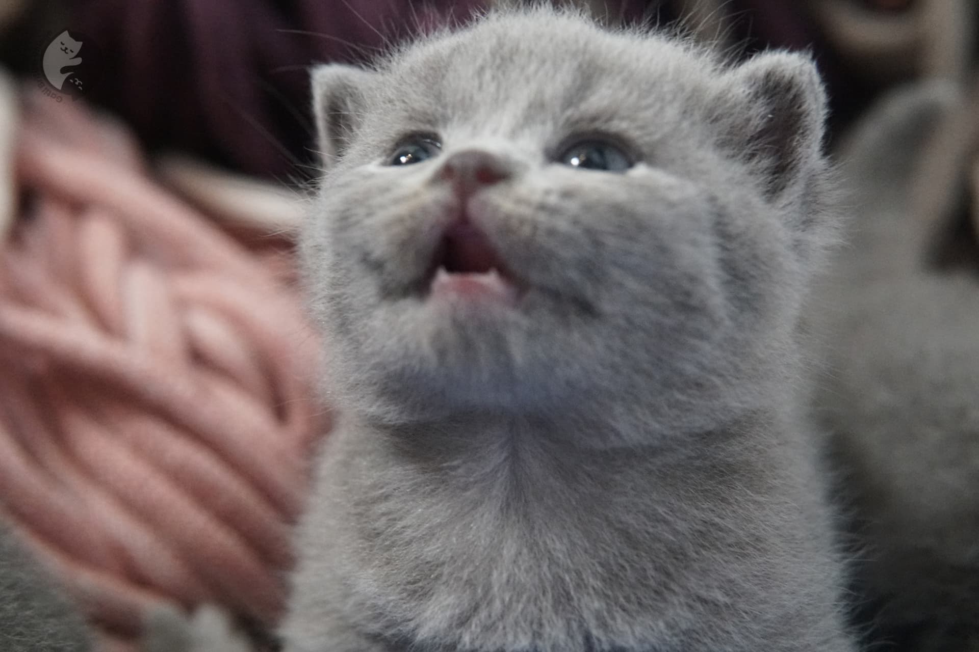 Gatito British Shorthair foto 30