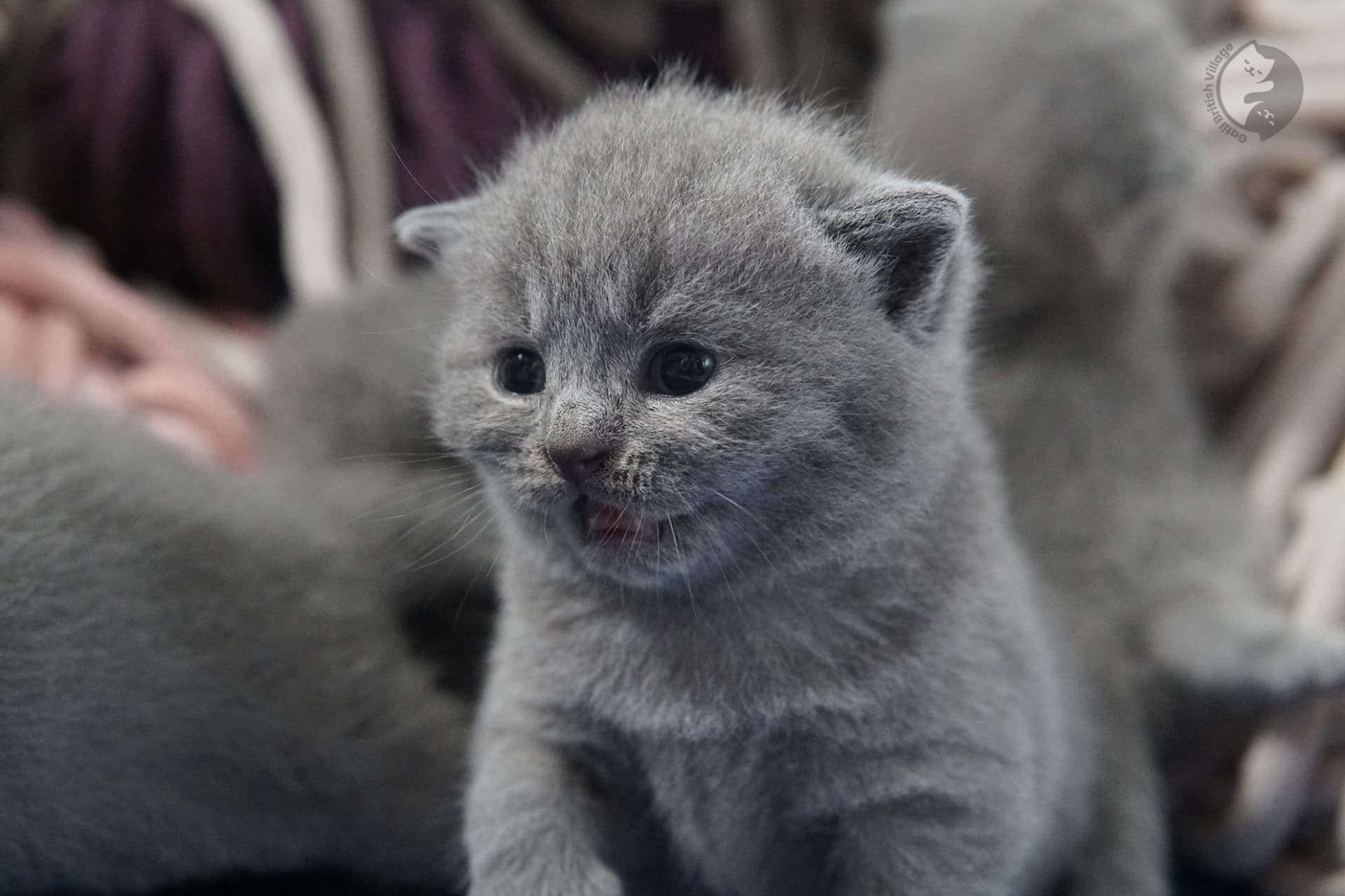 Gatito British Shorthair foto 31