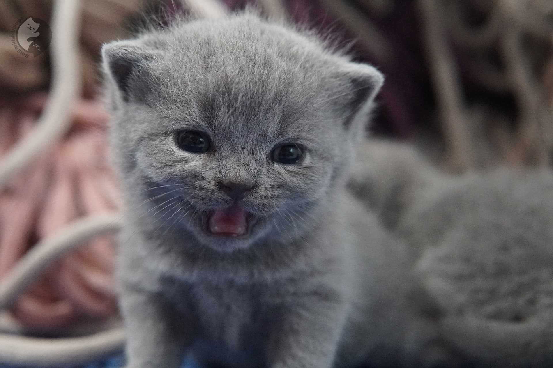 Gatito British Shorthair foto 32