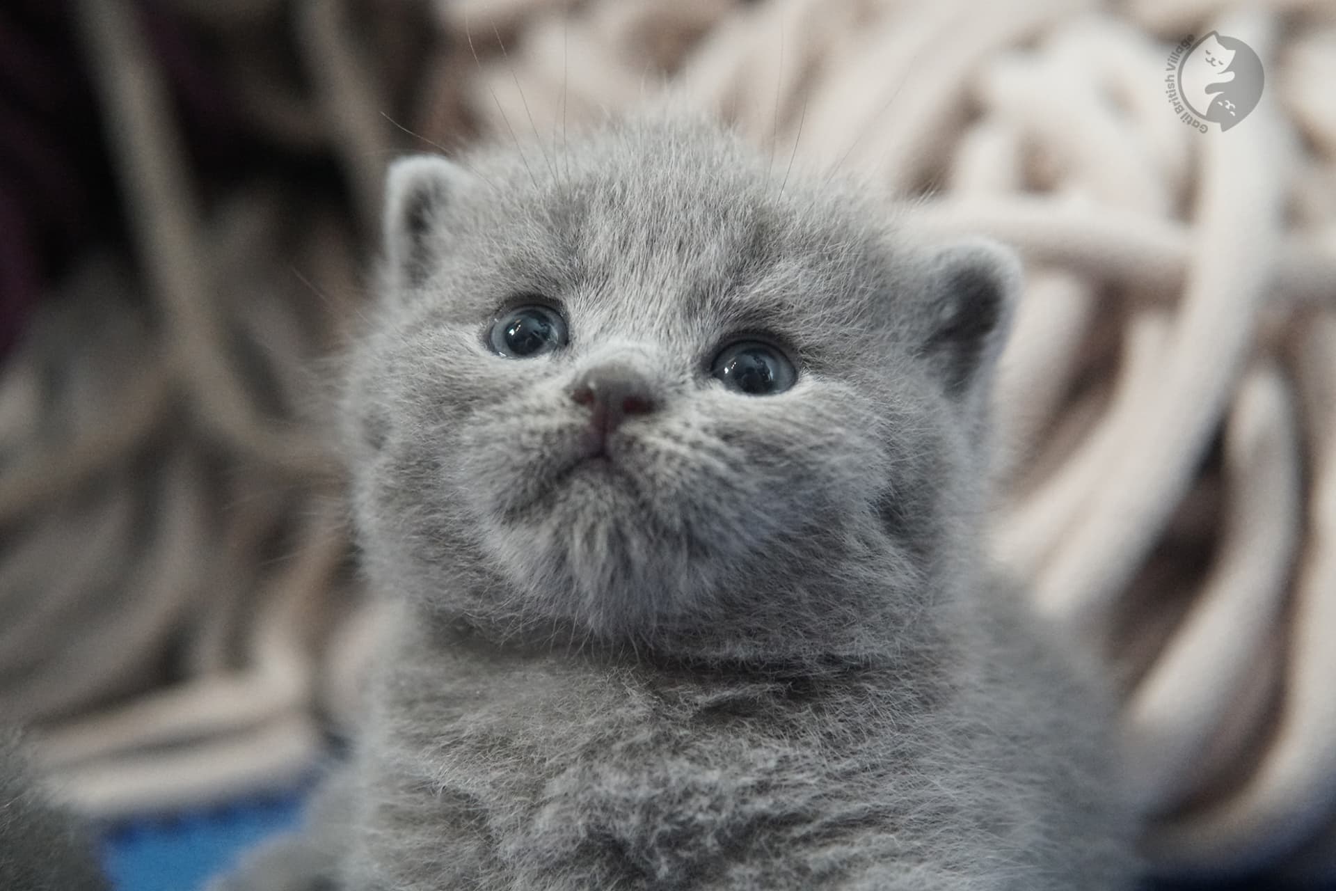 Gatito British Shorthair foto 33