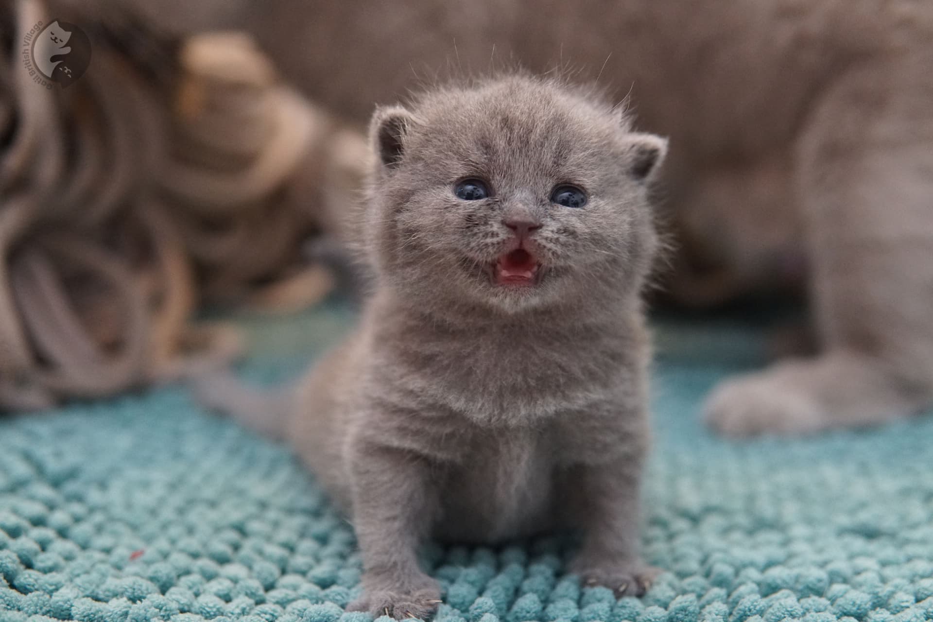 Cachorro British Shorthair blue explorando - foto 1
