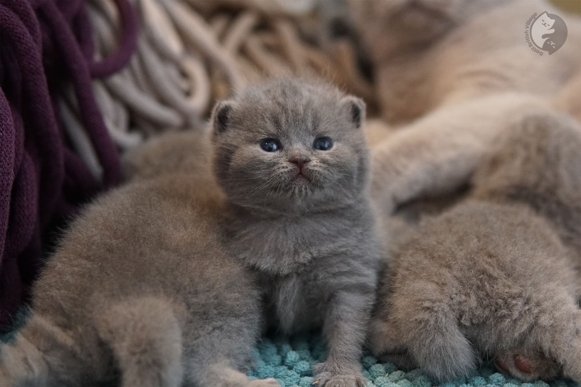 Gatito de raza British Shorthair en primer plano - foto 2