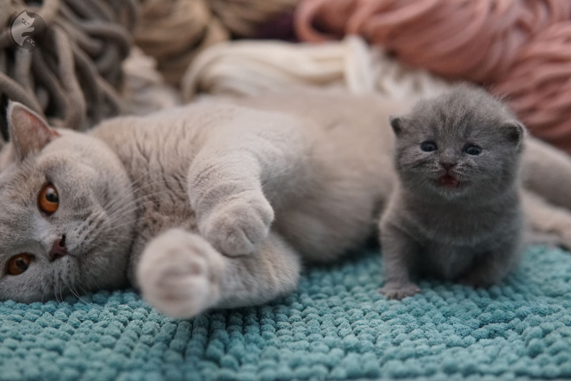 Tres cachorros British Shorthair acurrucados - foto 3