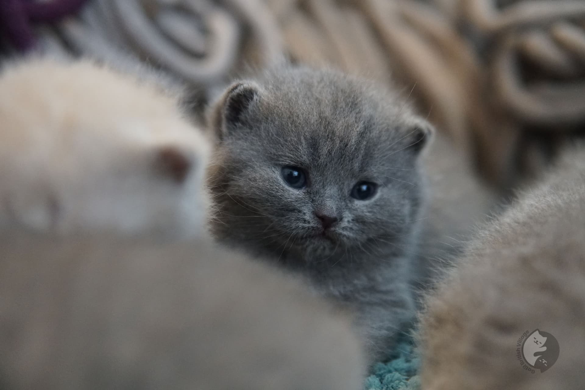 Cachorro de gato British Shorthair durmiendo - foto 4