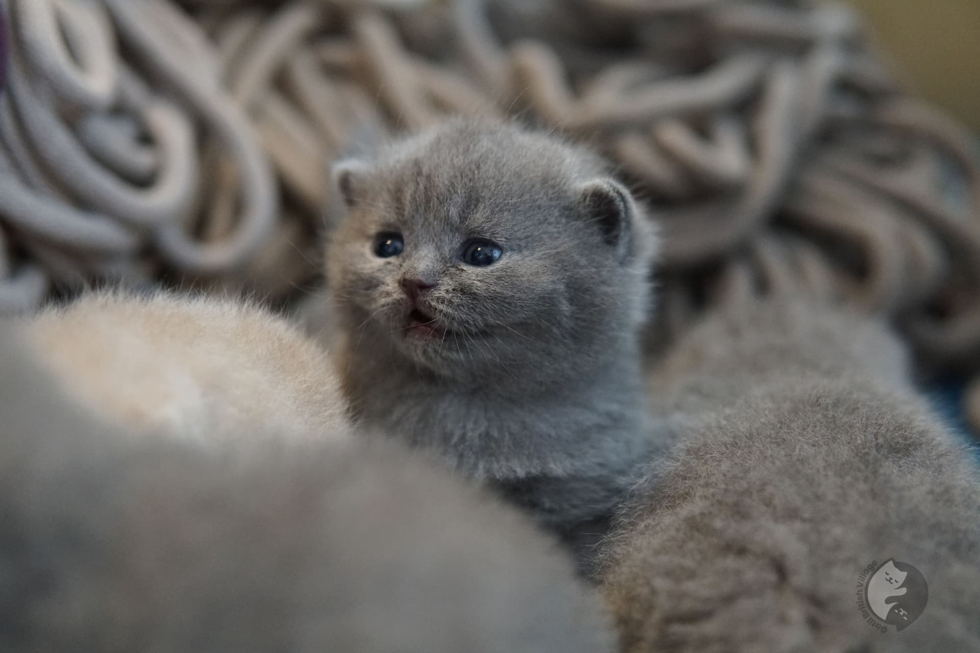 Gatito con pelaje blue de la raza British Shorthair - foto 5