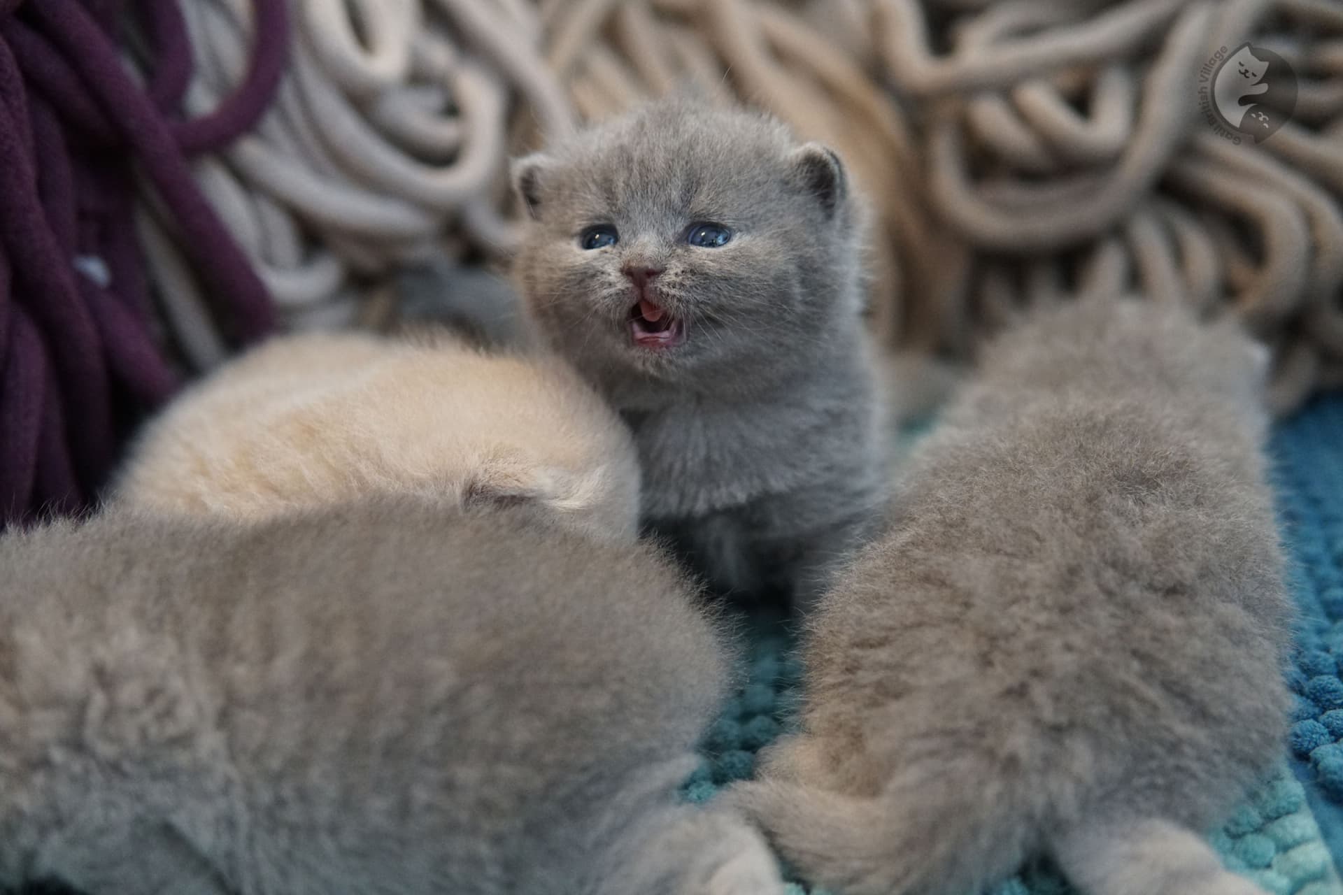 Cachorro British Shorthair con ojos brillantes - foto 6
