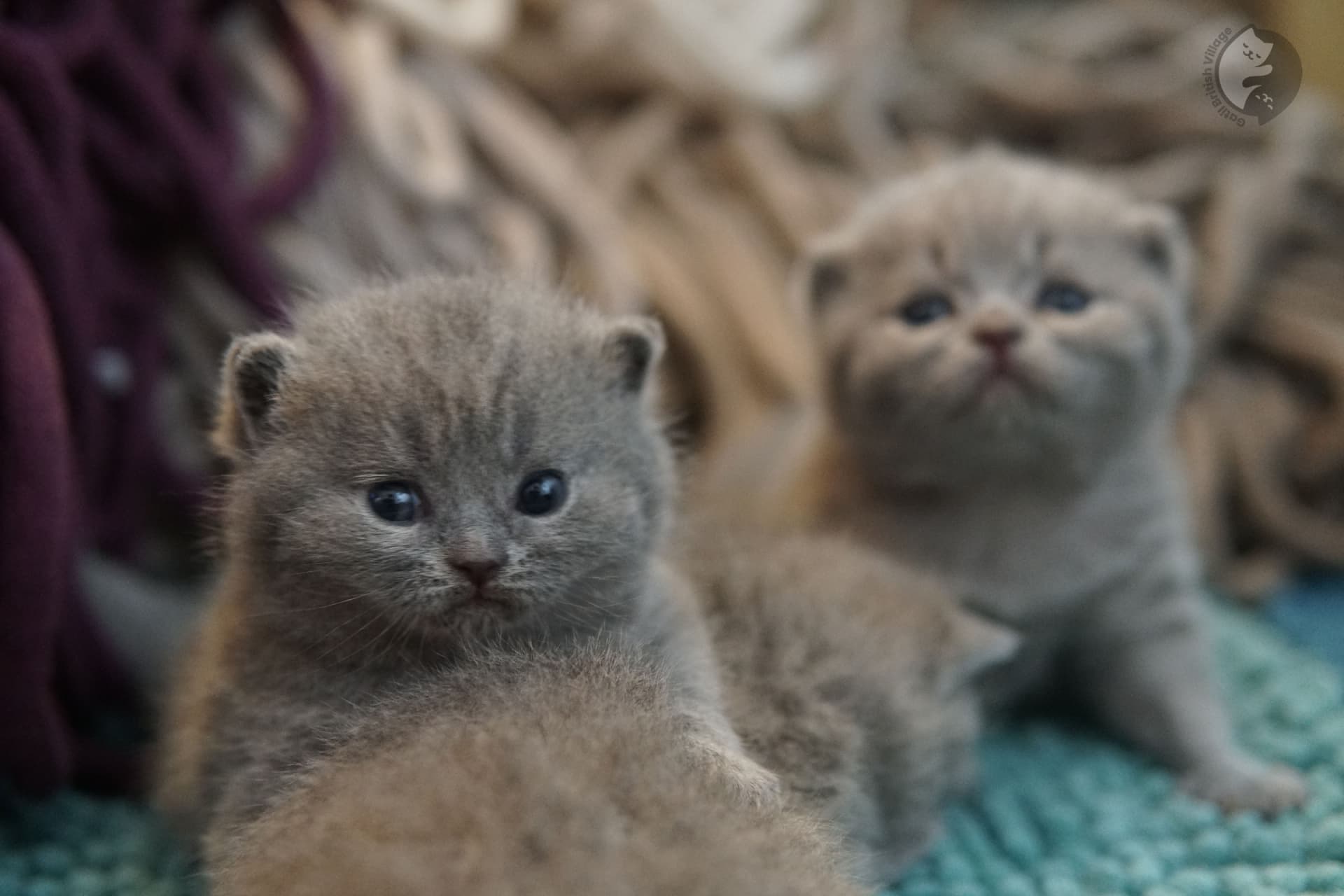 Gatito envuelto en manta - foto 7