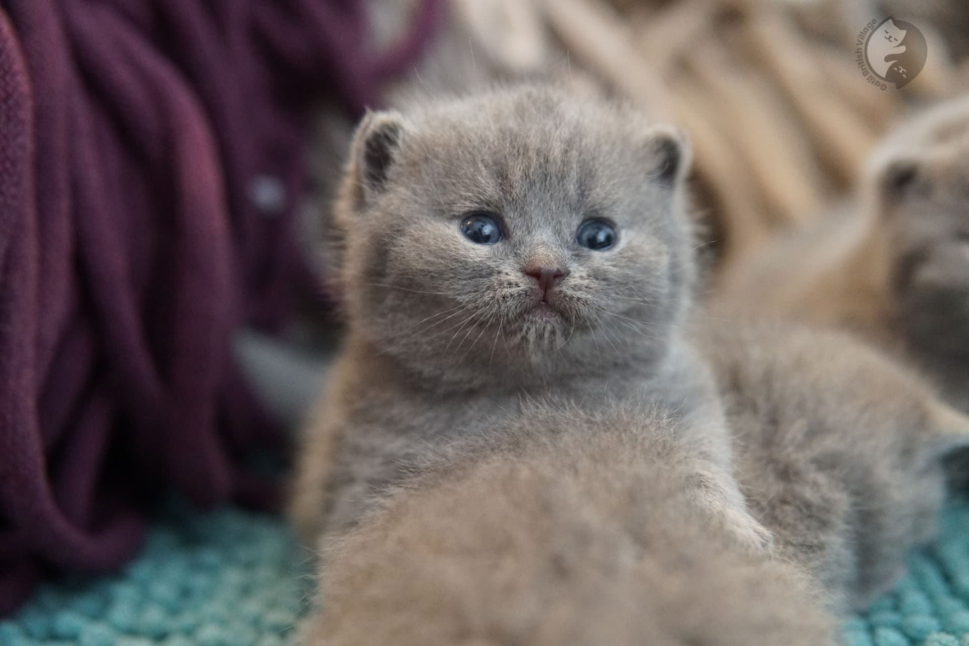 Cachorro muy tierno de British Shorthair - foto 8