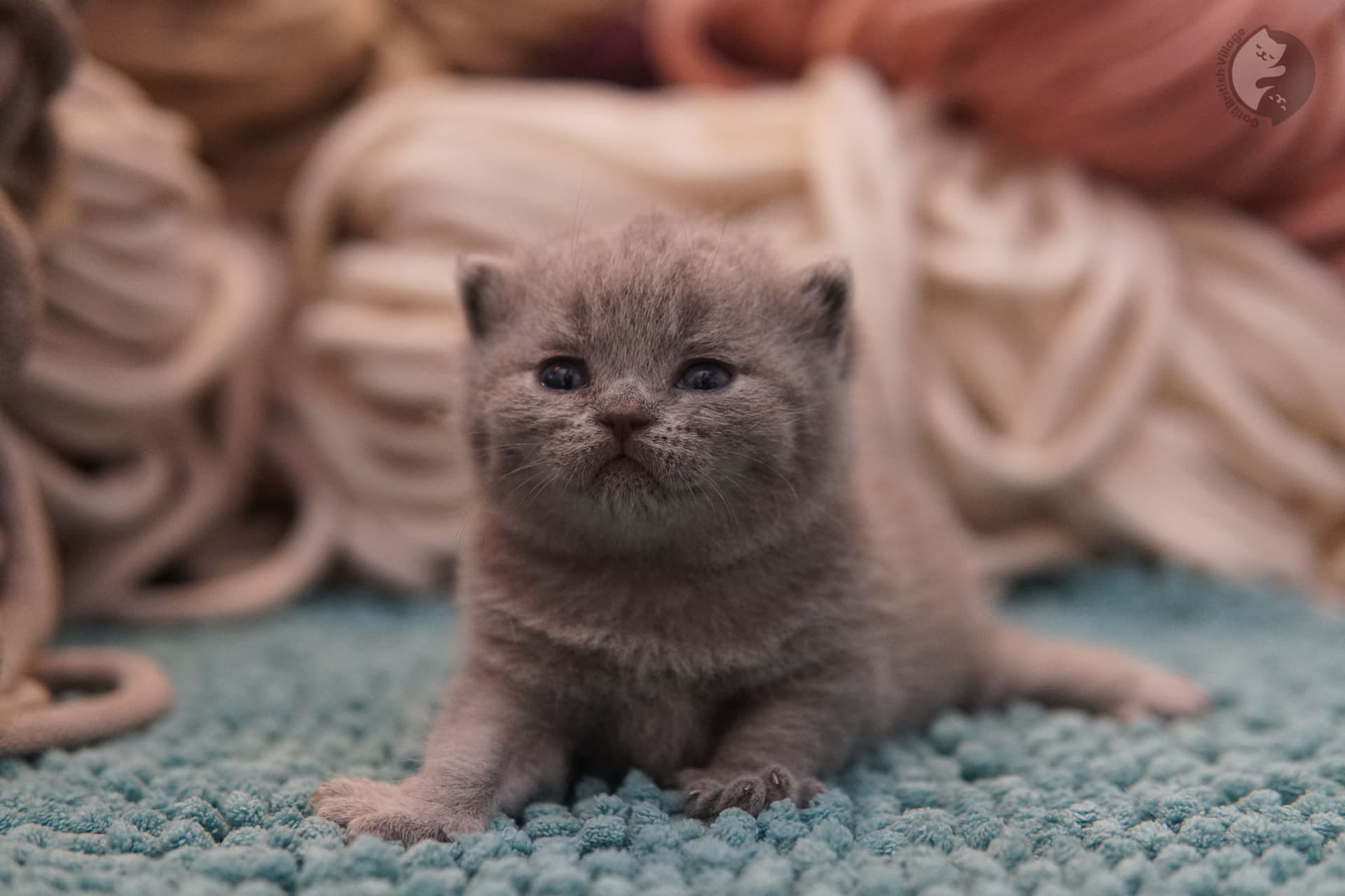 Gatito listo para una foto profesional - foto 9