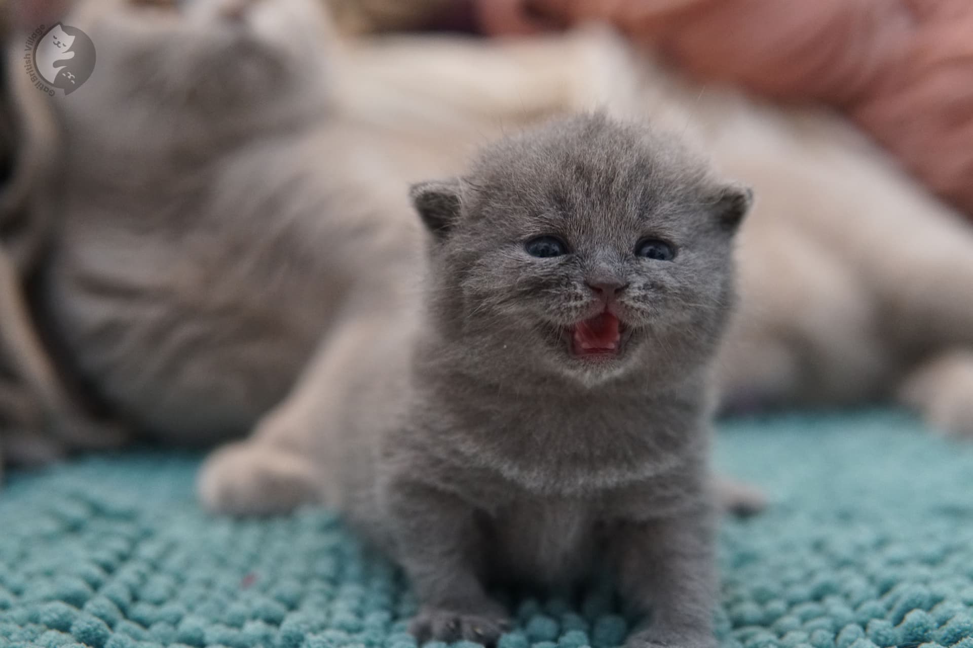 Pelaje azul característico del British Shorthair - foto 10