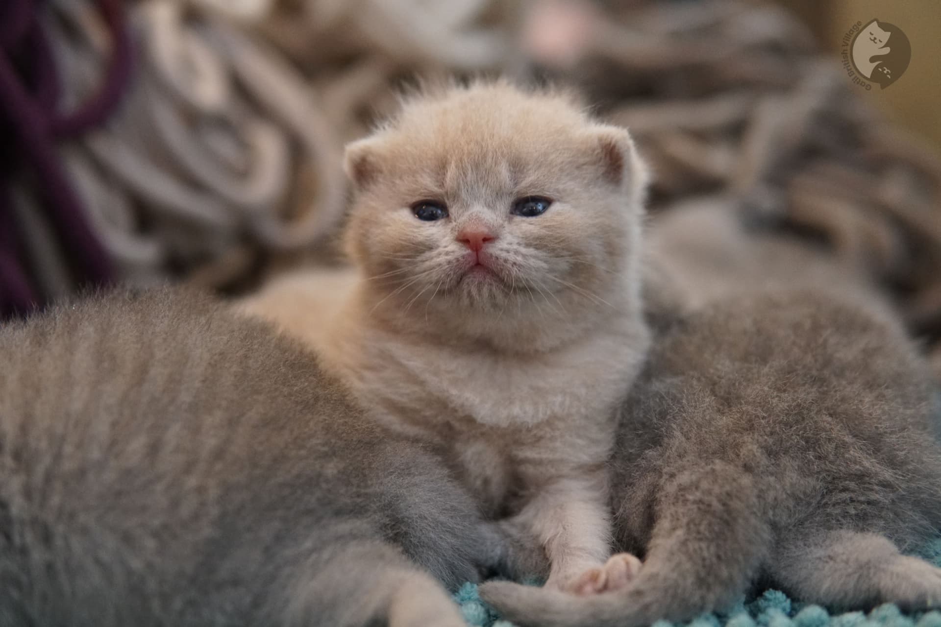 Cachorros recién nacidos de British Shorthair - foto 12