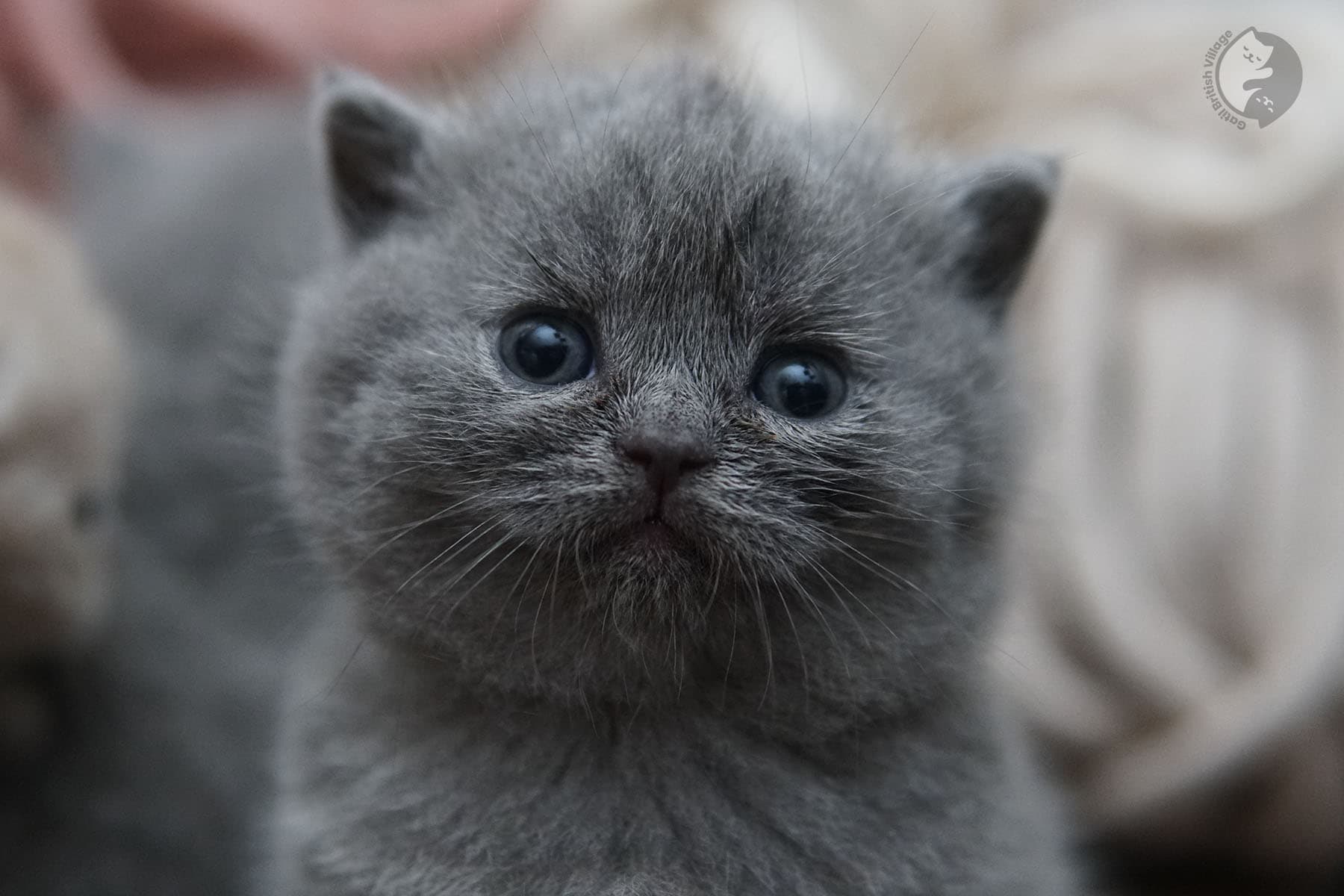 Cachorros jugando - raza British Shorthair - foto 13