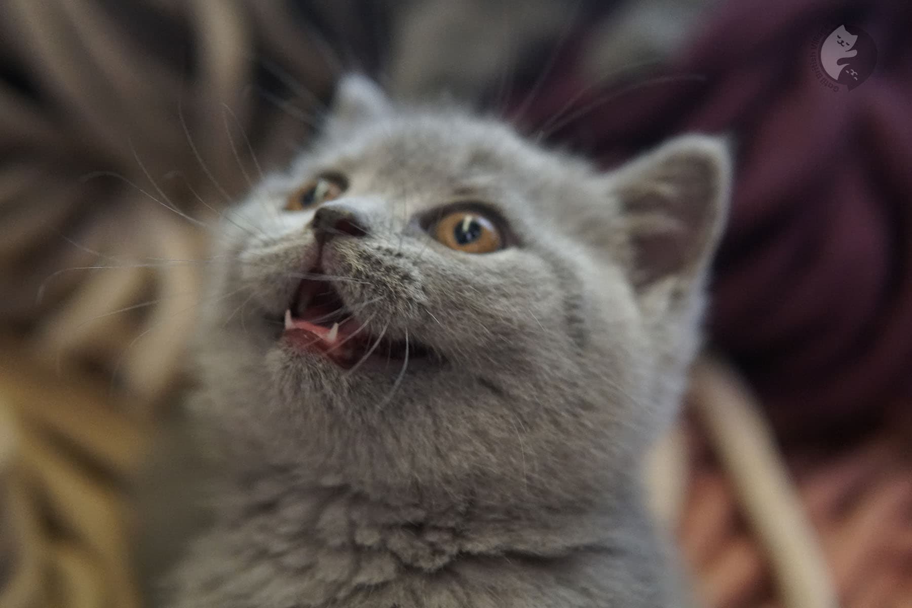 Cachorro imponente de British Shorthair - foto 14